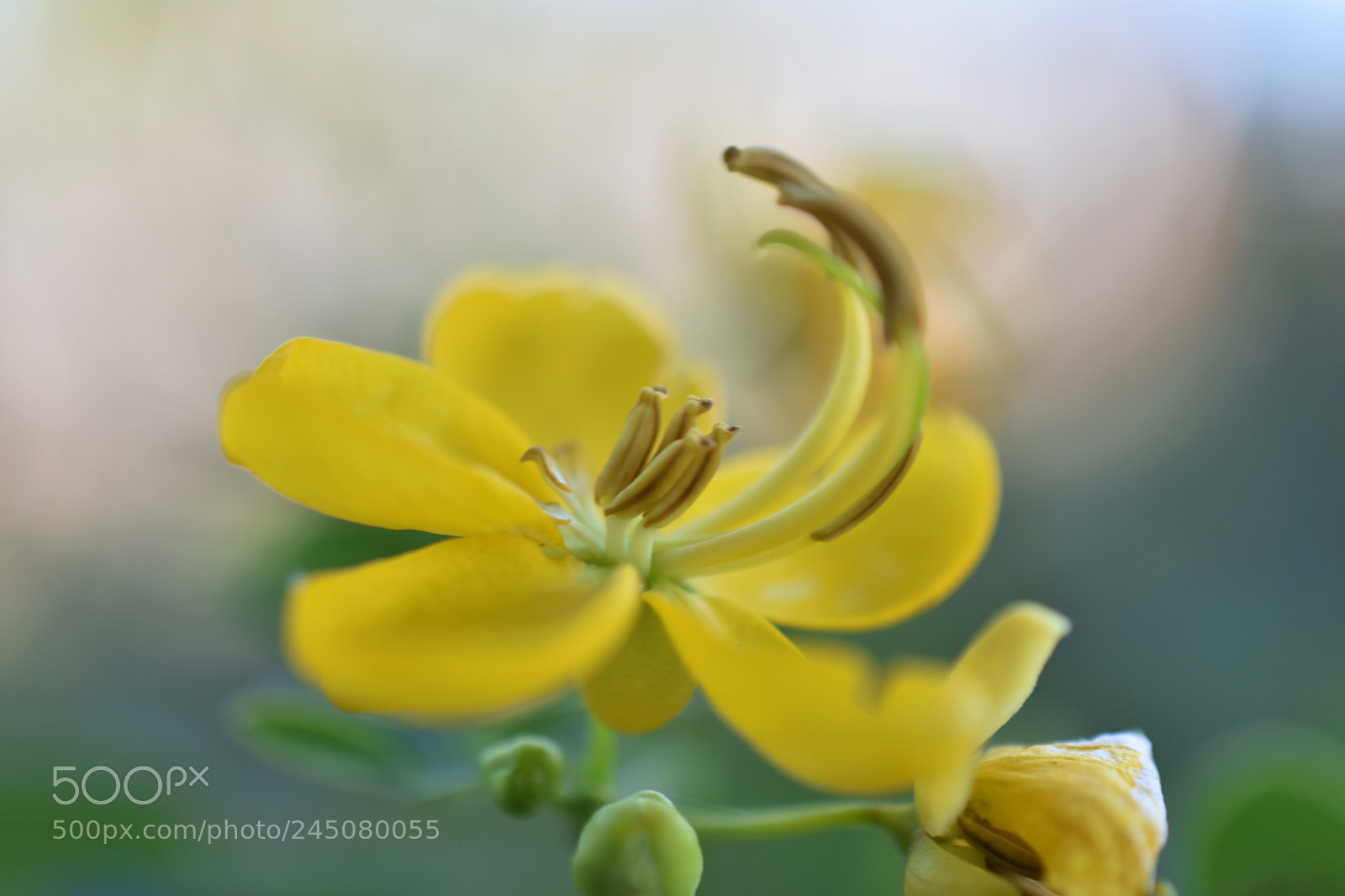 Nikon D7200 sample photo. Casin bicapsularis.l photography