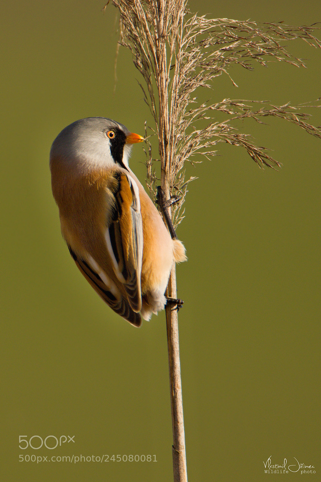 Canon EOS 7D Mark II sample photo. Panurus biamicus photography