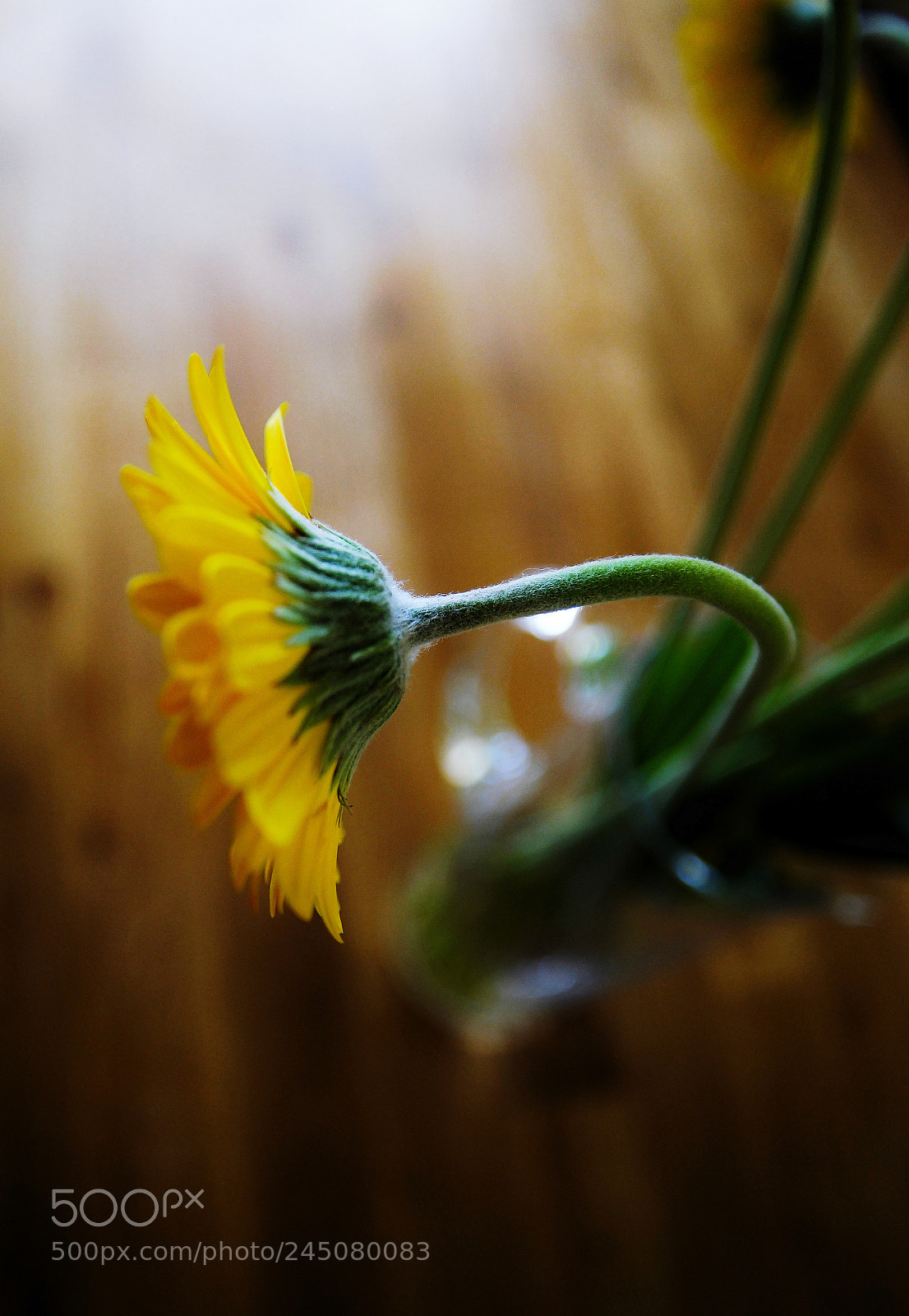 Samsung NX1 sample photo. Nice decoration of my photography