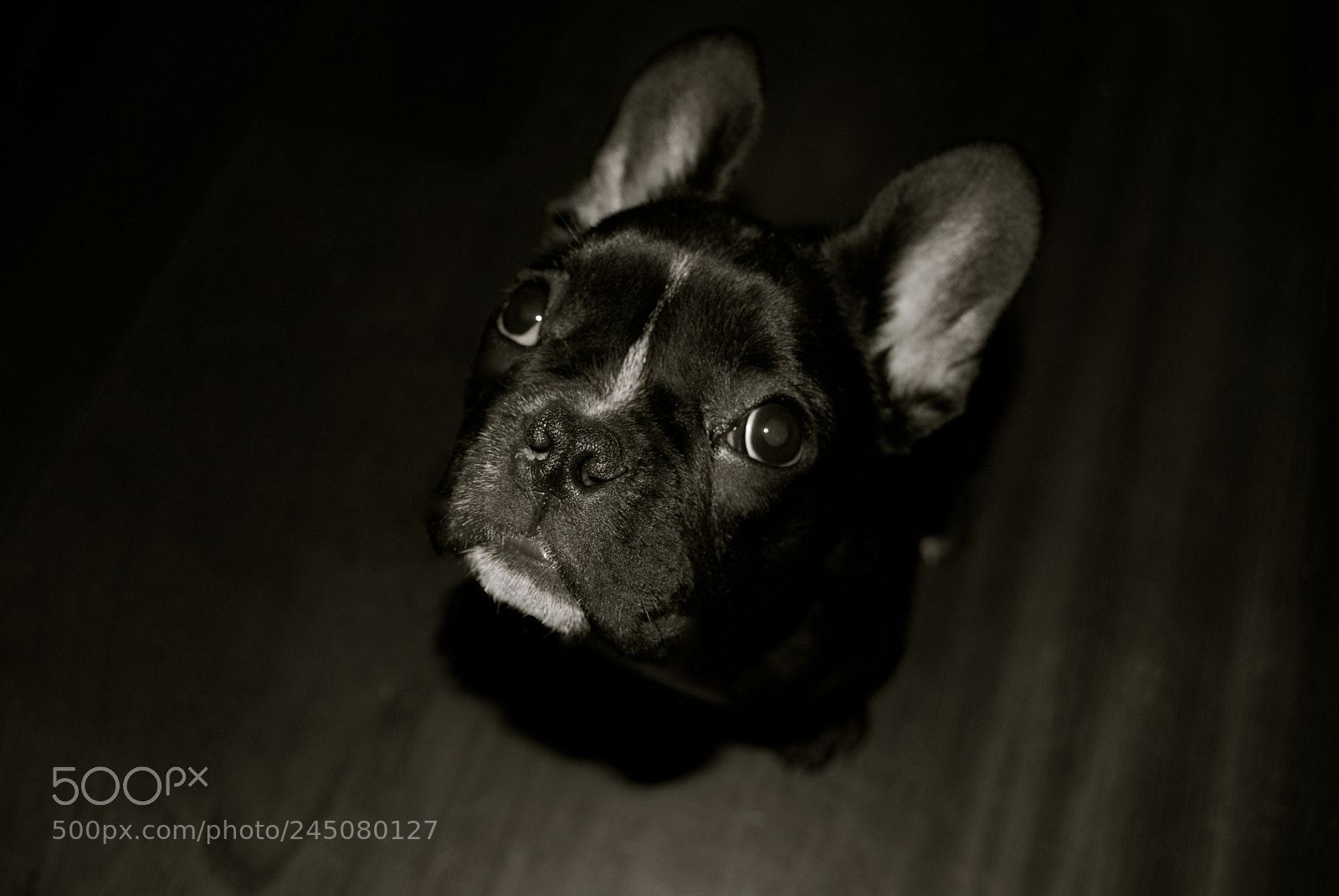 Nikon D40X sample photo. Olivia photography