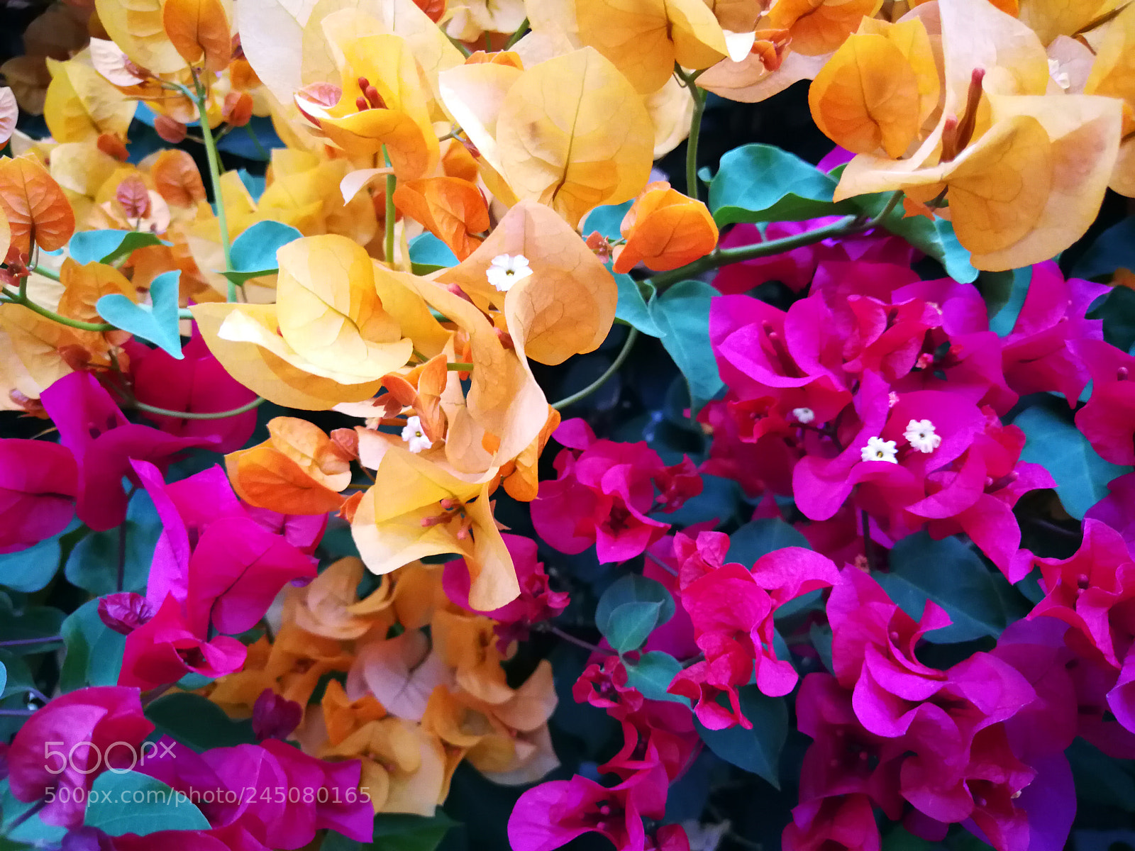 HUAWEI P10 Plus sample photo. Two colors of flower photography