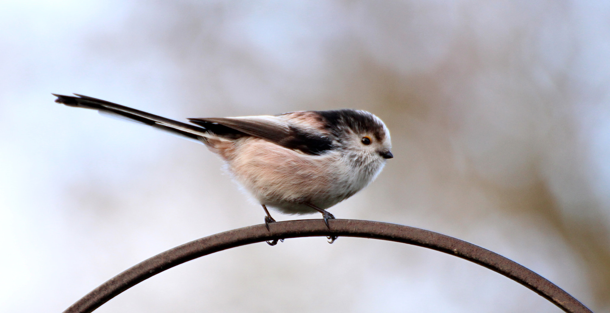 Canon EOS 1300D (EOS Rebel T6 / EOS Kiss X80) sample photo. Long tailed tit photography