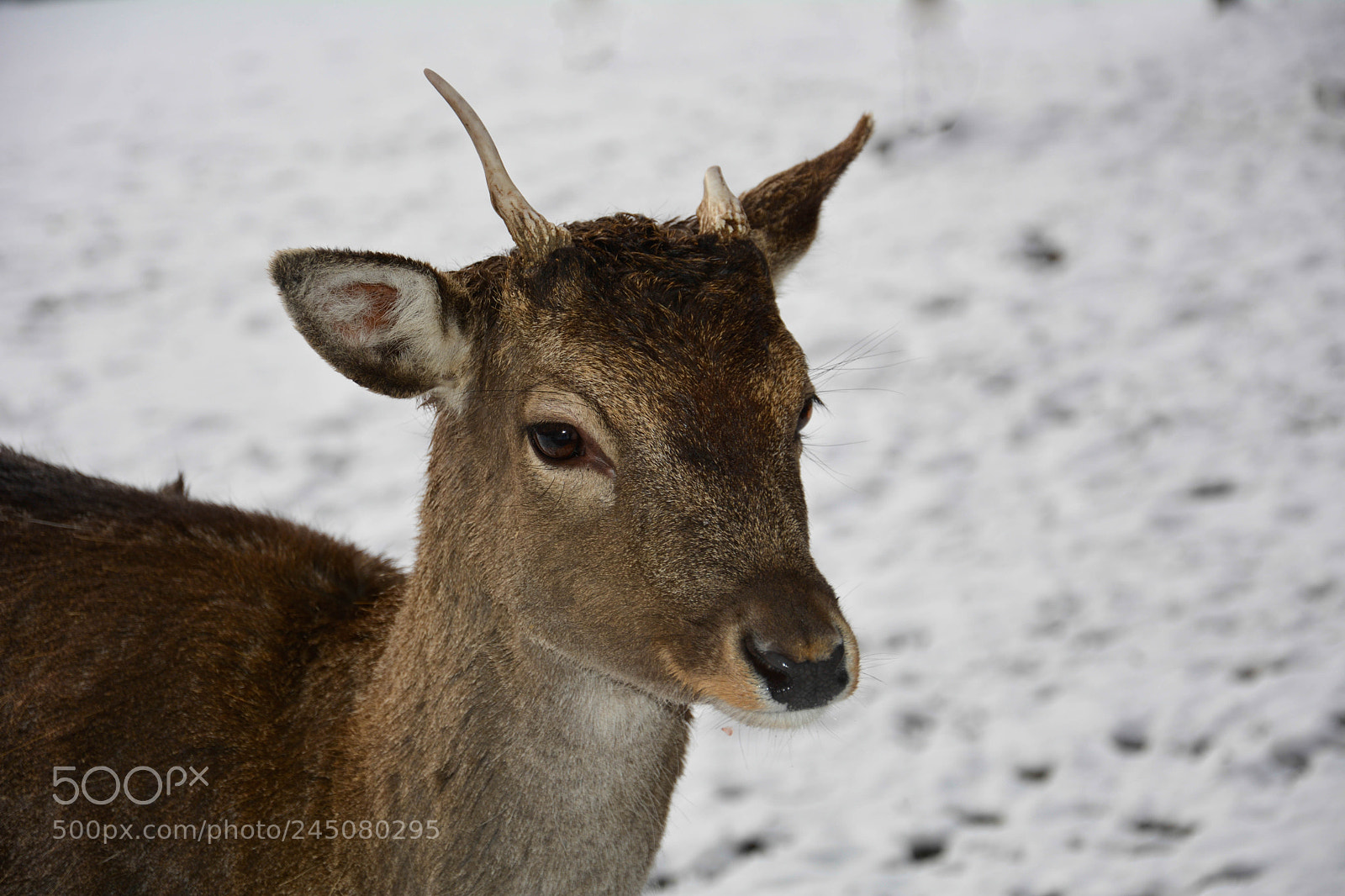 Nikon D7100 sample photo. Eliot photography