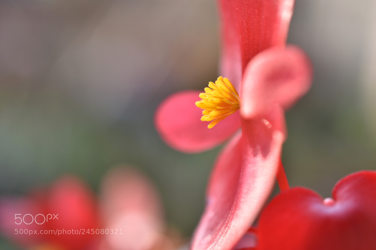 Nikon D7200 sample photo. Bedding begonia photography