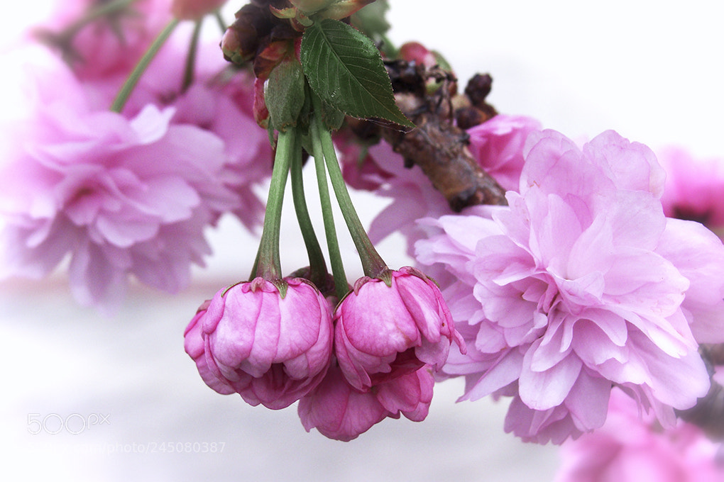 Sony Cyber-shot DSC-H10 sample photo. Florecen photography