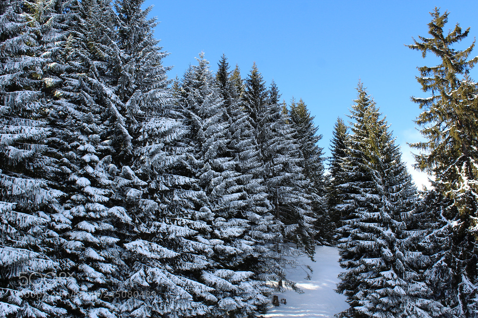 Canon EF-S 18-55mm F3.5-5.6 III sample photo. Brambrüesch photography