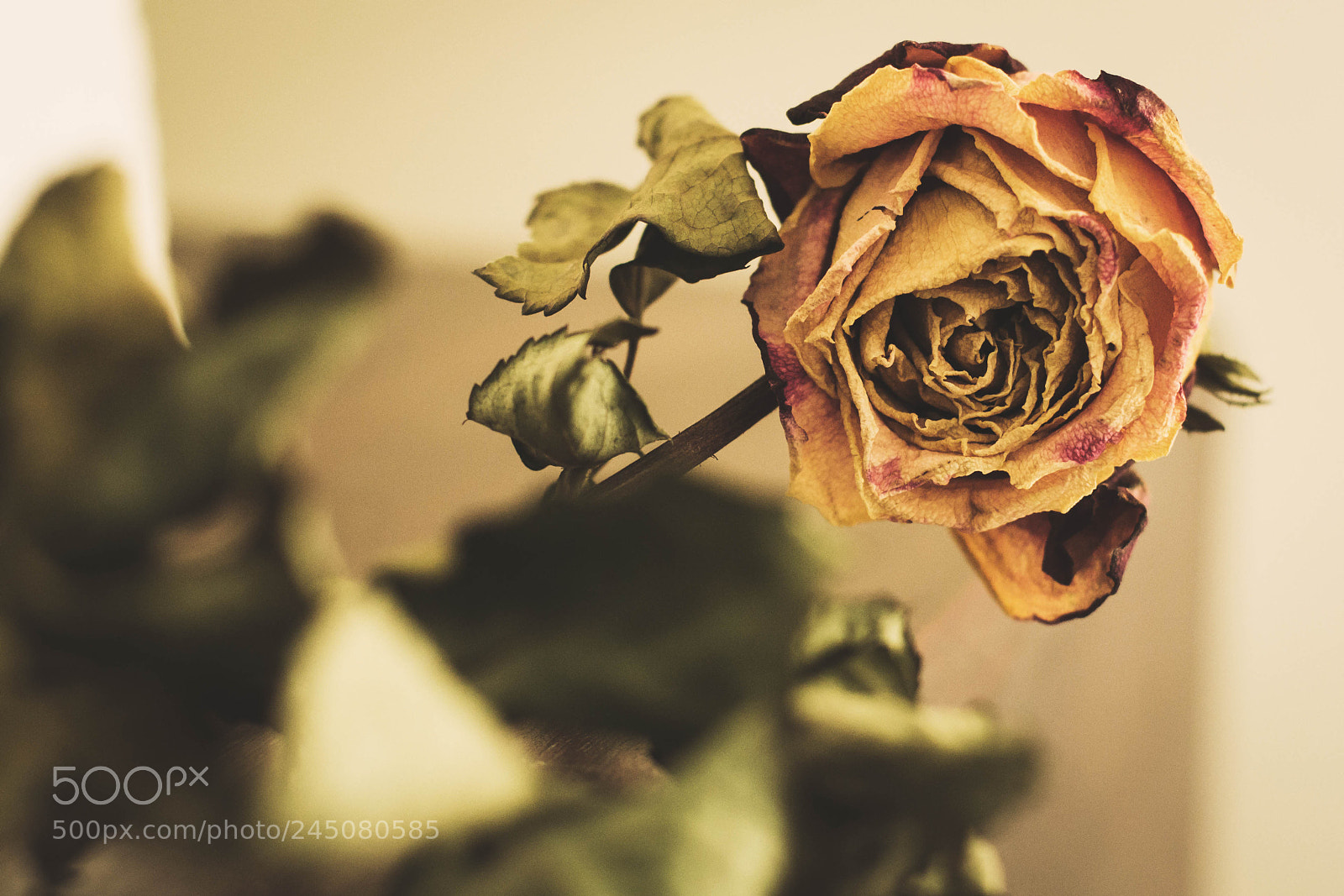 Nikon D3100 sample photo. Faded photography