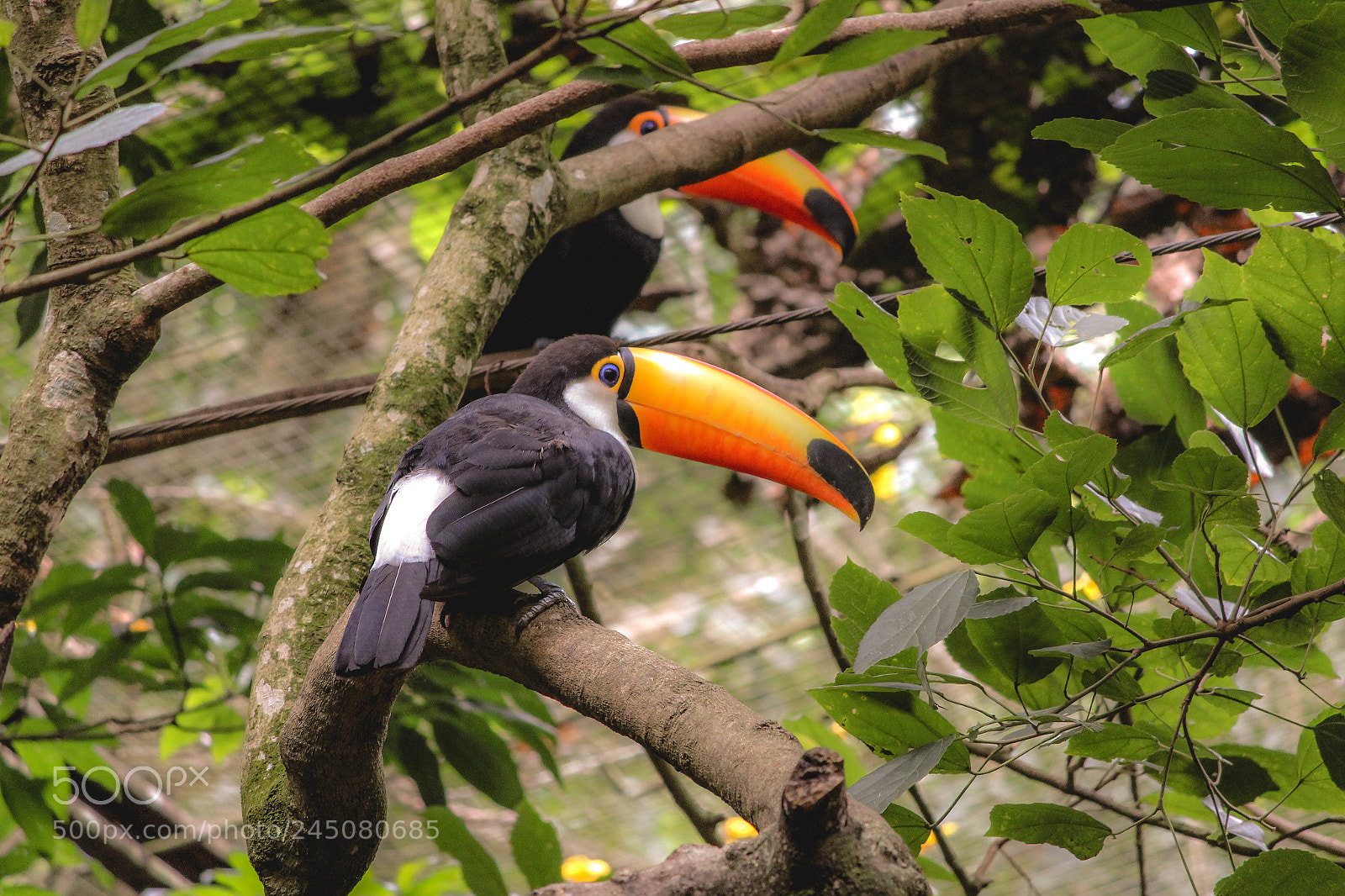 Canon EOS 1200D (EOS Rebel T5 / EOS Kiss X70 / EOS Hi) sample photo. Toucan photography