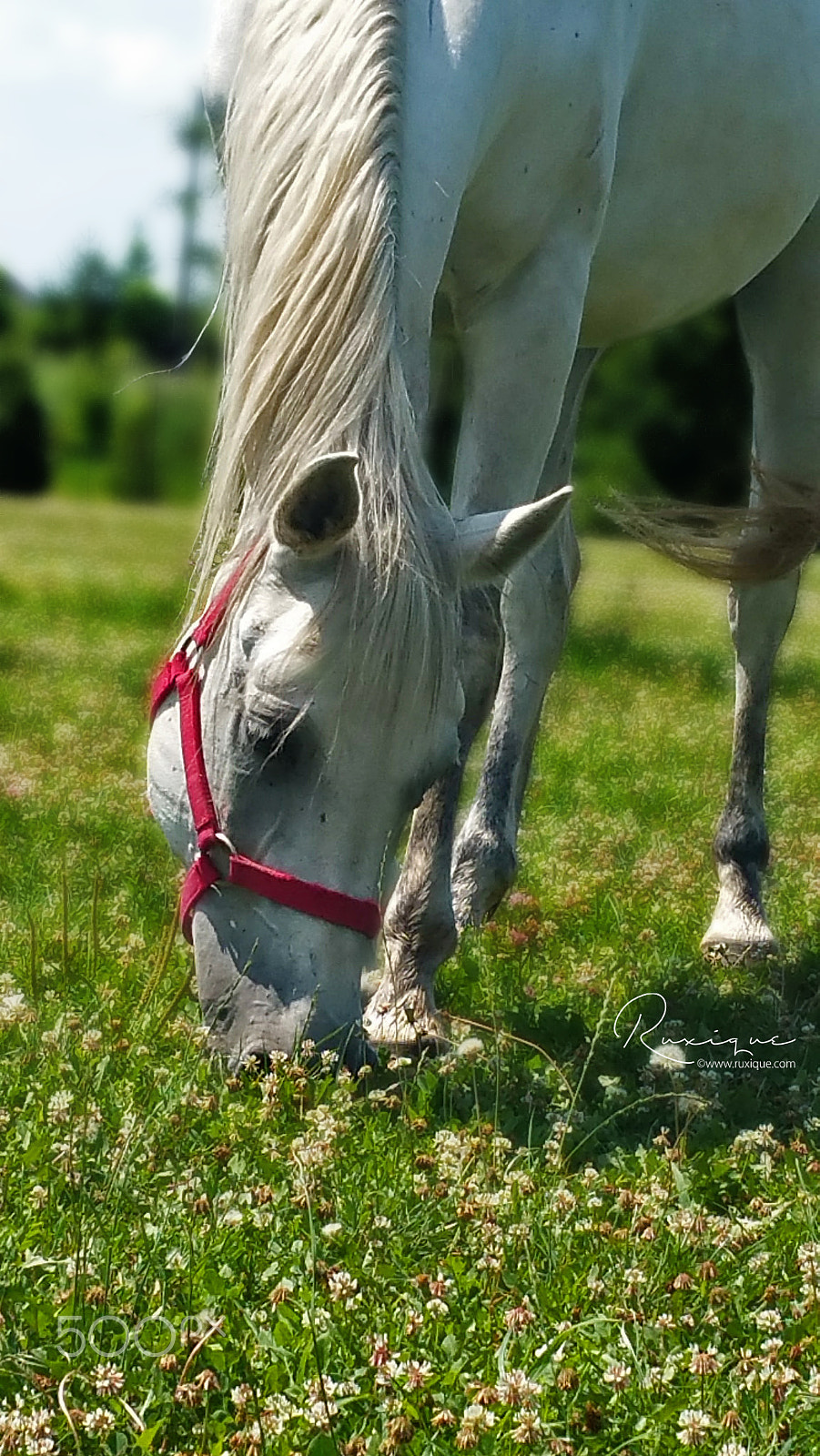 Samsung Galaxy S5 LTE-A sample photo. Jasmine photography