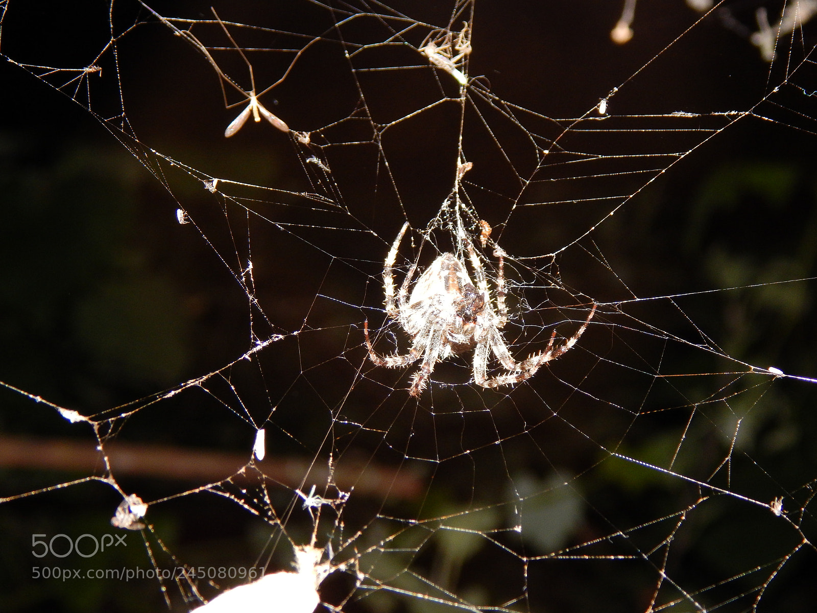 Nikon Coolpix L830 sample photo. Night predator photography