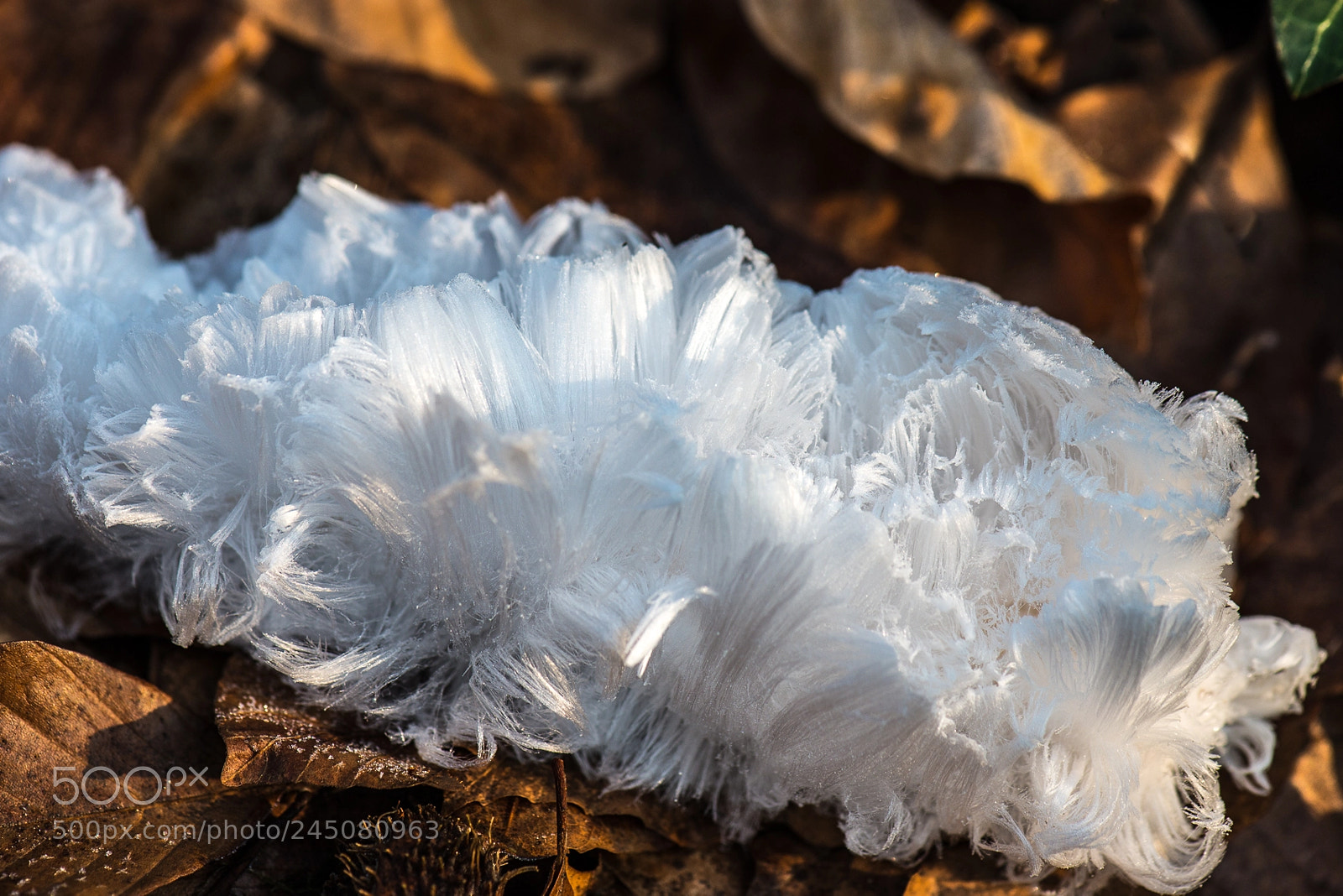 Nikon D800 sample photo. Champignon photography