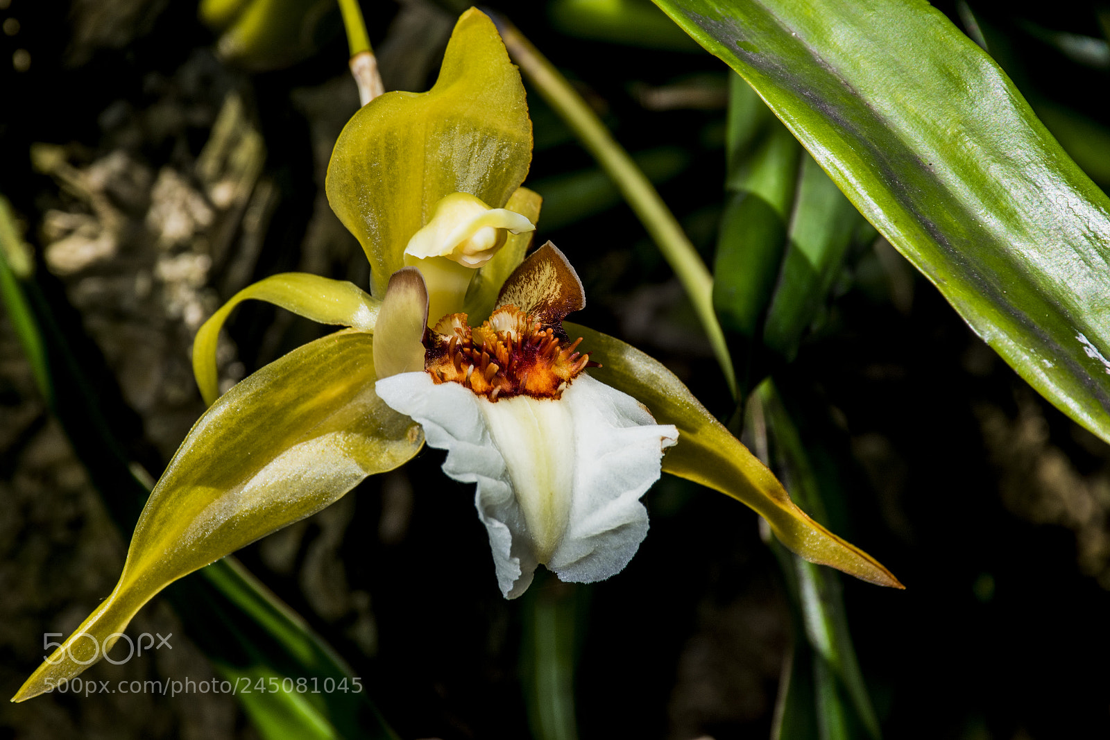 Nikon D3400 sample photo. Orchid photography