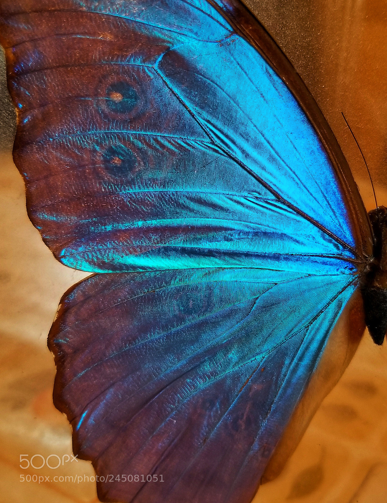 Samsung Galaxy S8 sample photo. Blue photography
