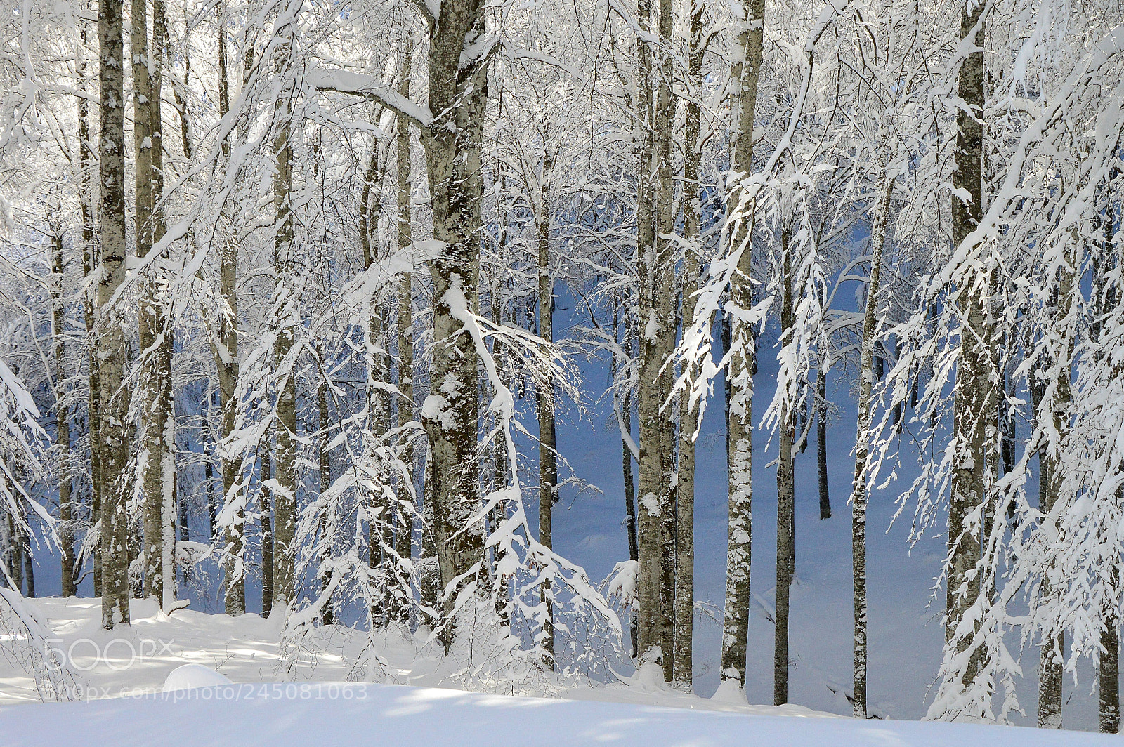 Nikon D3200 sample photo. Contrasti nella neve photography