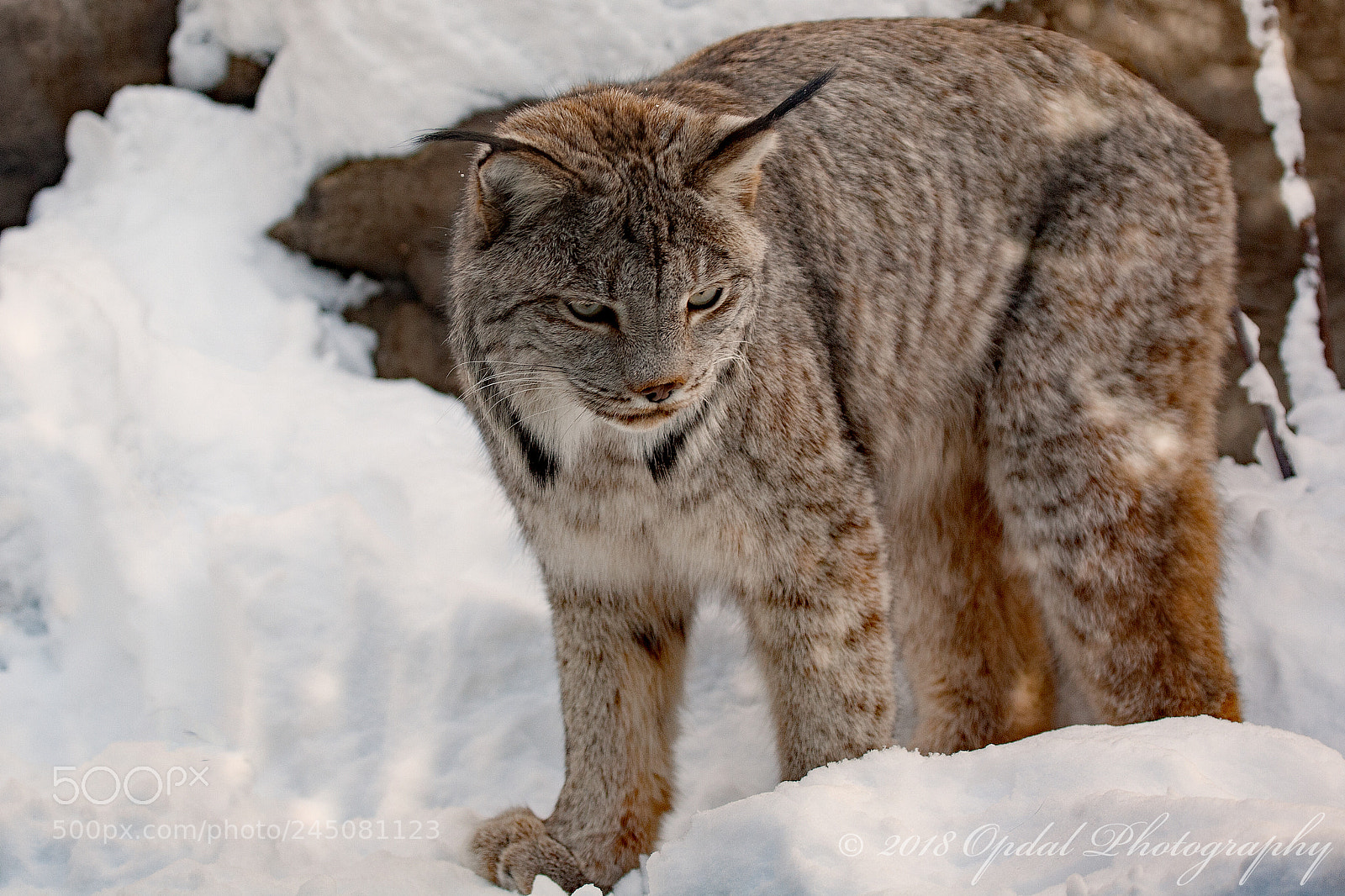 Canon EOS 5D sample photo. Lynx photography