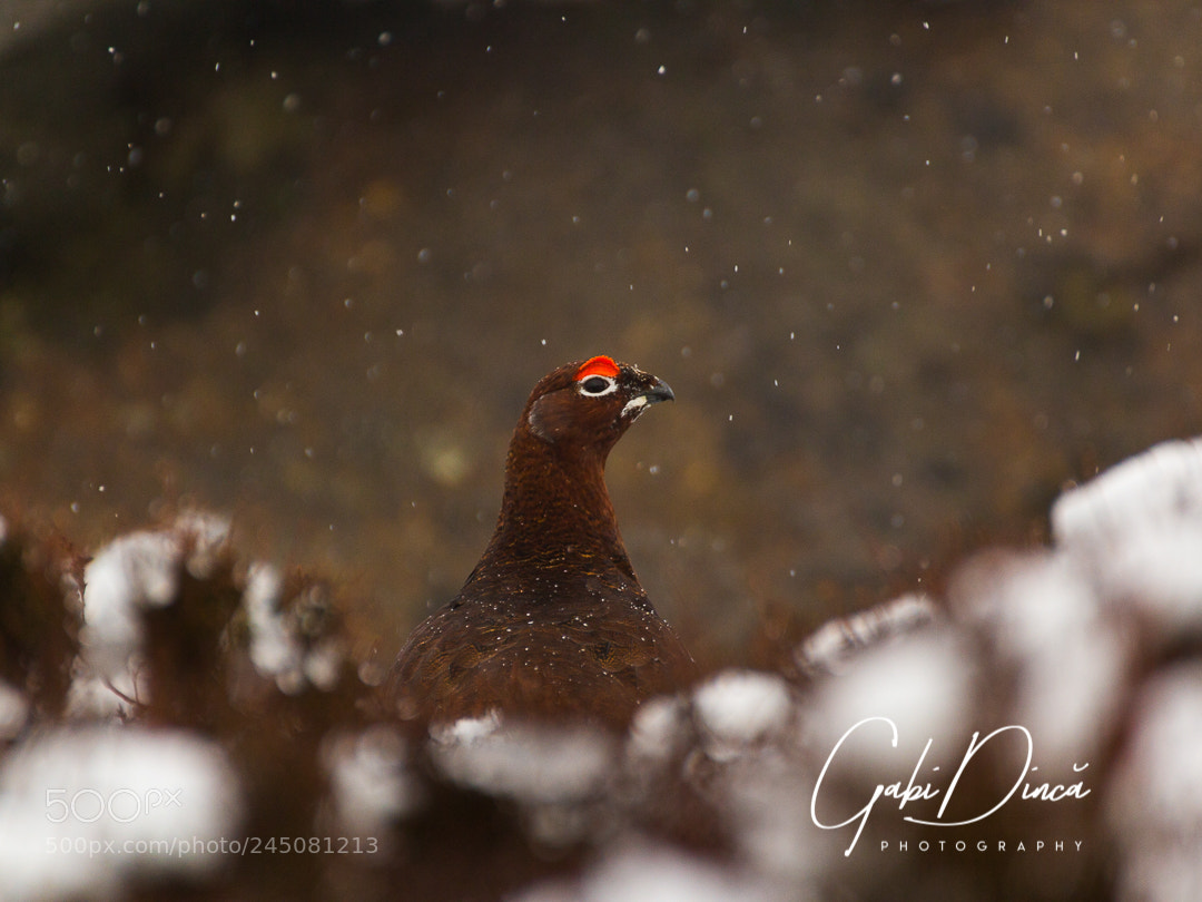 Canon EOS 650D (EOS Rebel T4i / EOS Kiss X6i) sample photo. Peeking red grouse photography