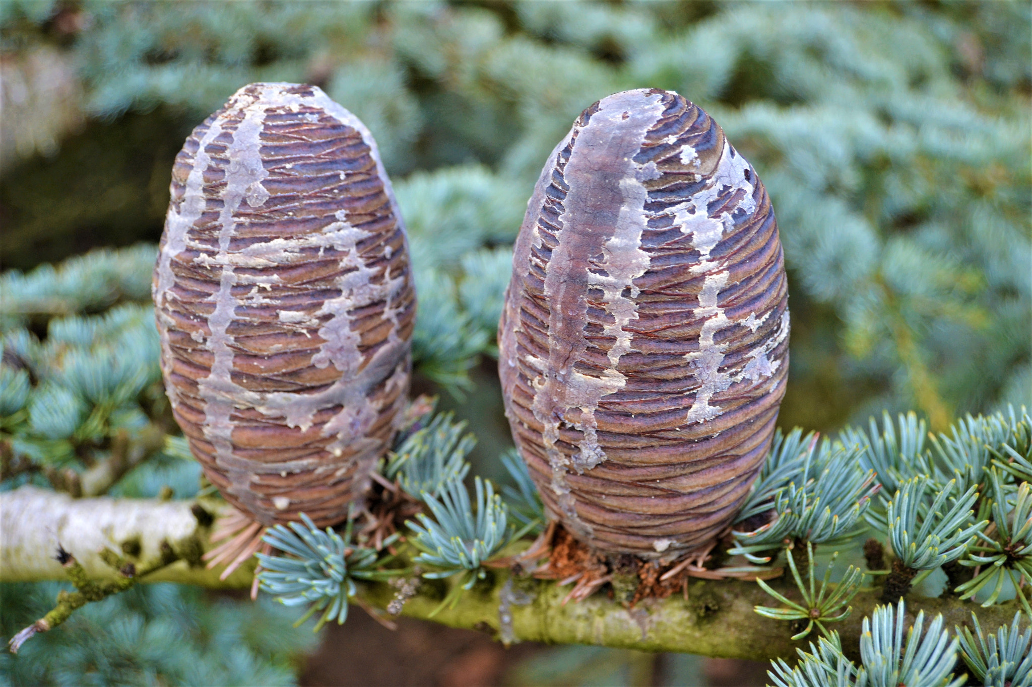 Nikon D3100 sample photo. The seed cones photography