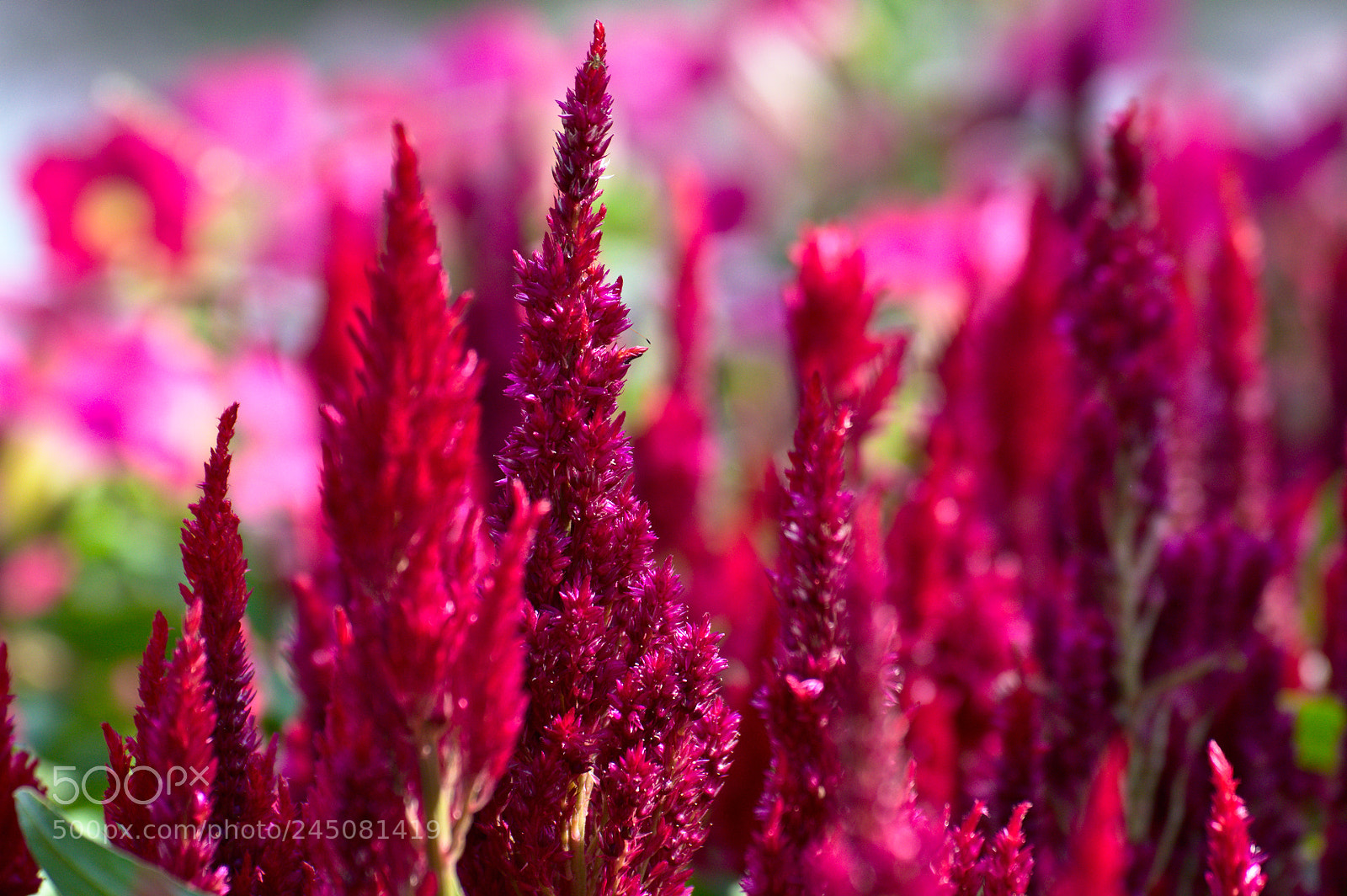 Nikon D3200 sample photo. Purple rising photography