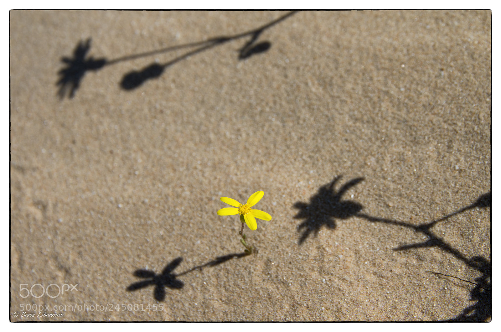 Pentax K-5 sample photo. Steadfast photography