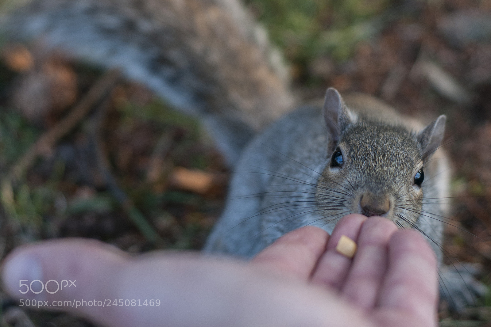 Nikon D300S sample photo. New friend photography
