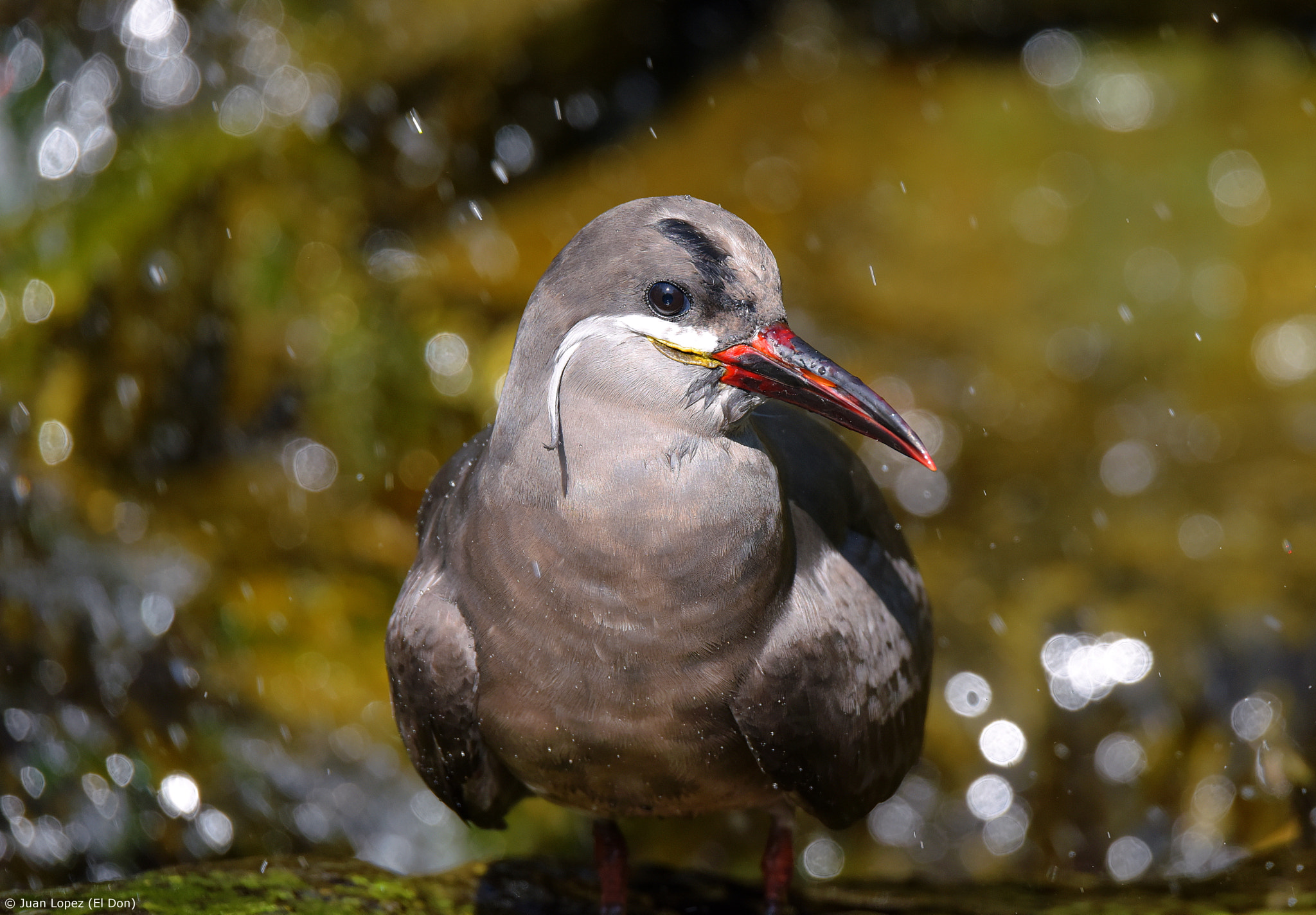 Nikon D810 + Sigma 150-600mm F5-6.3 DG OS HSM | S sample photo. Bird...shower...!! photography