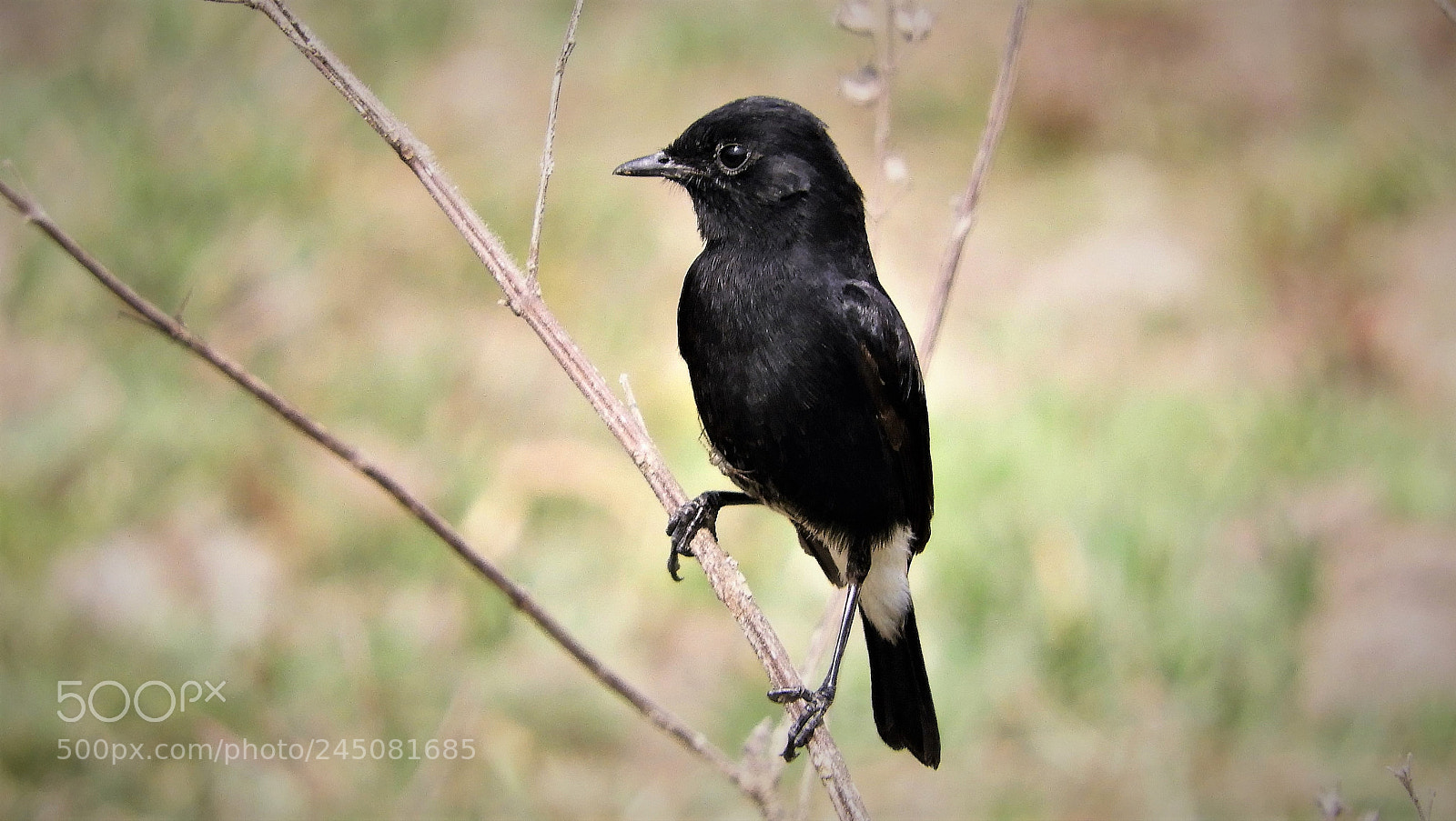 Nikon Coolpix B700 sample photo. Pied bushchat ( male ) photography