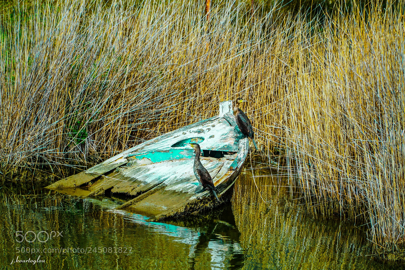 Sony a6500 sample photo. The cormorants on boat photography