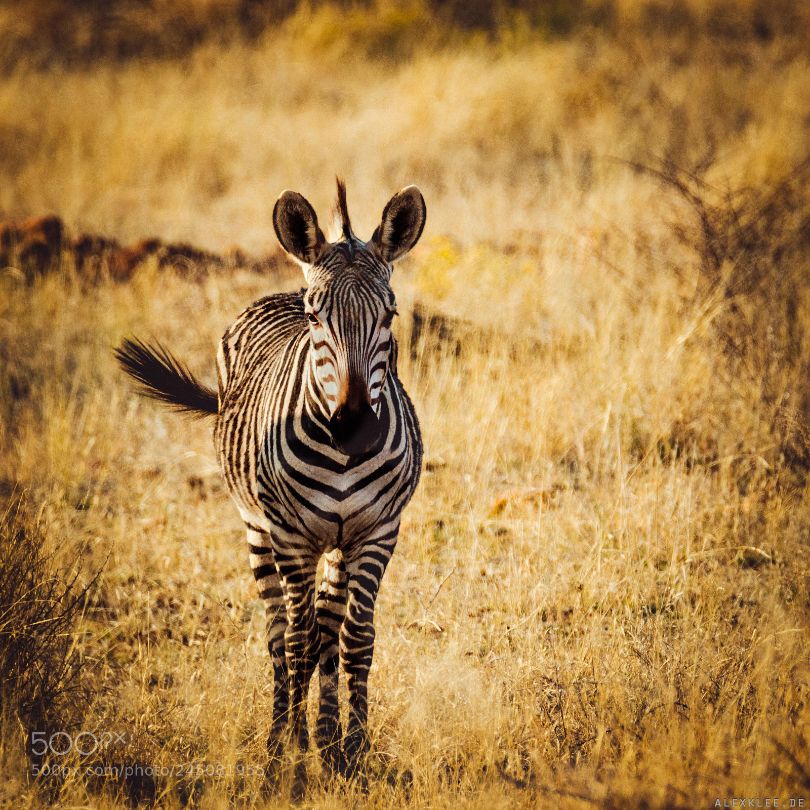 Canon EOS 7D Mark II sample photo. Zebra during sunset photography