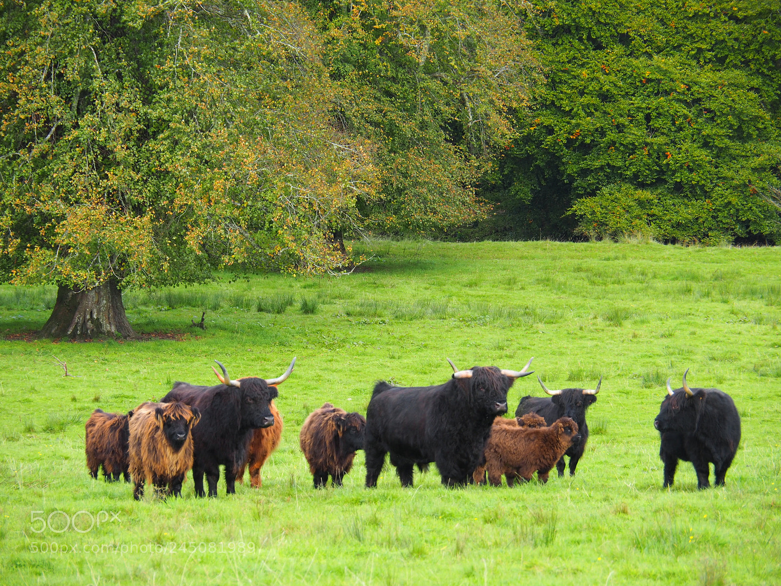 Olympus OM-D E-M5 II sample photo. Scottish cows waiting for photography