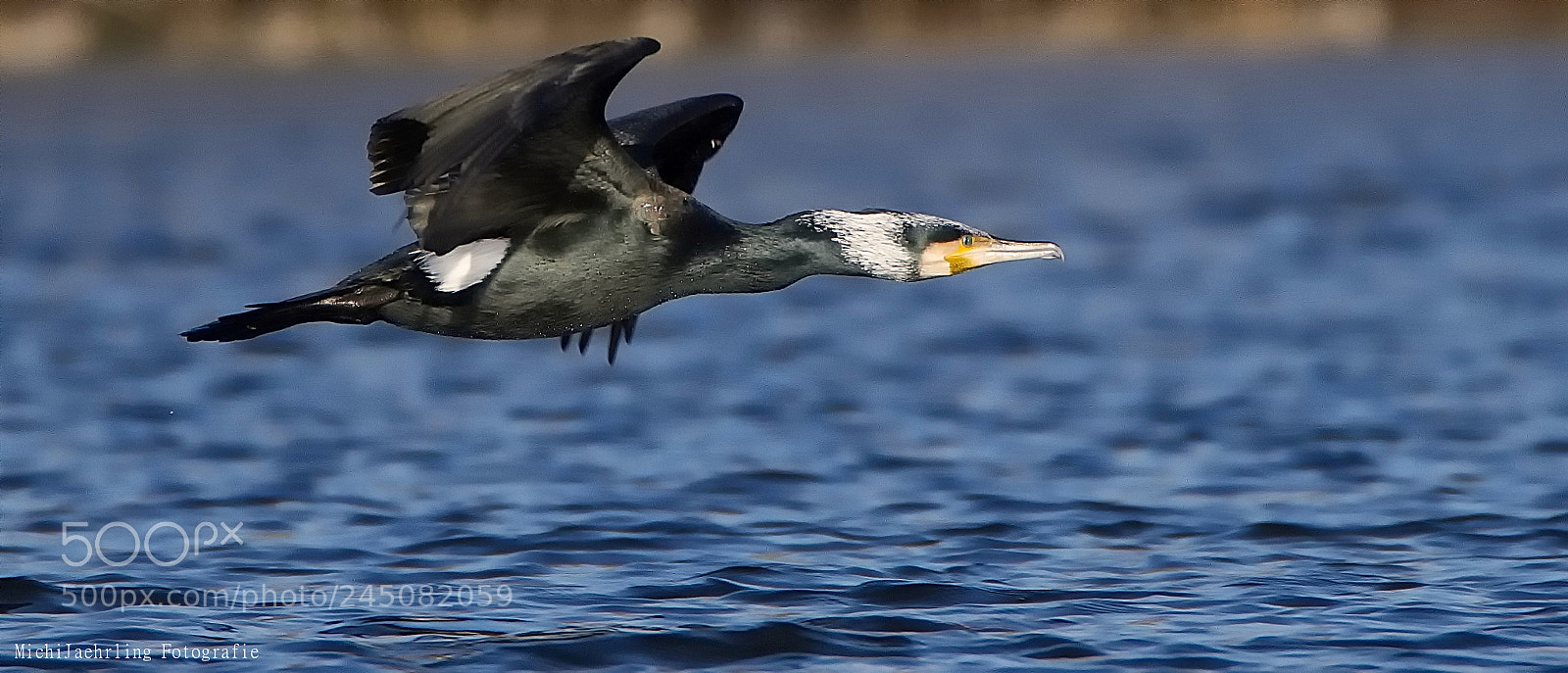 Nikon D7200 sample photo. Kormoran (phalacrocorax carbo) photography