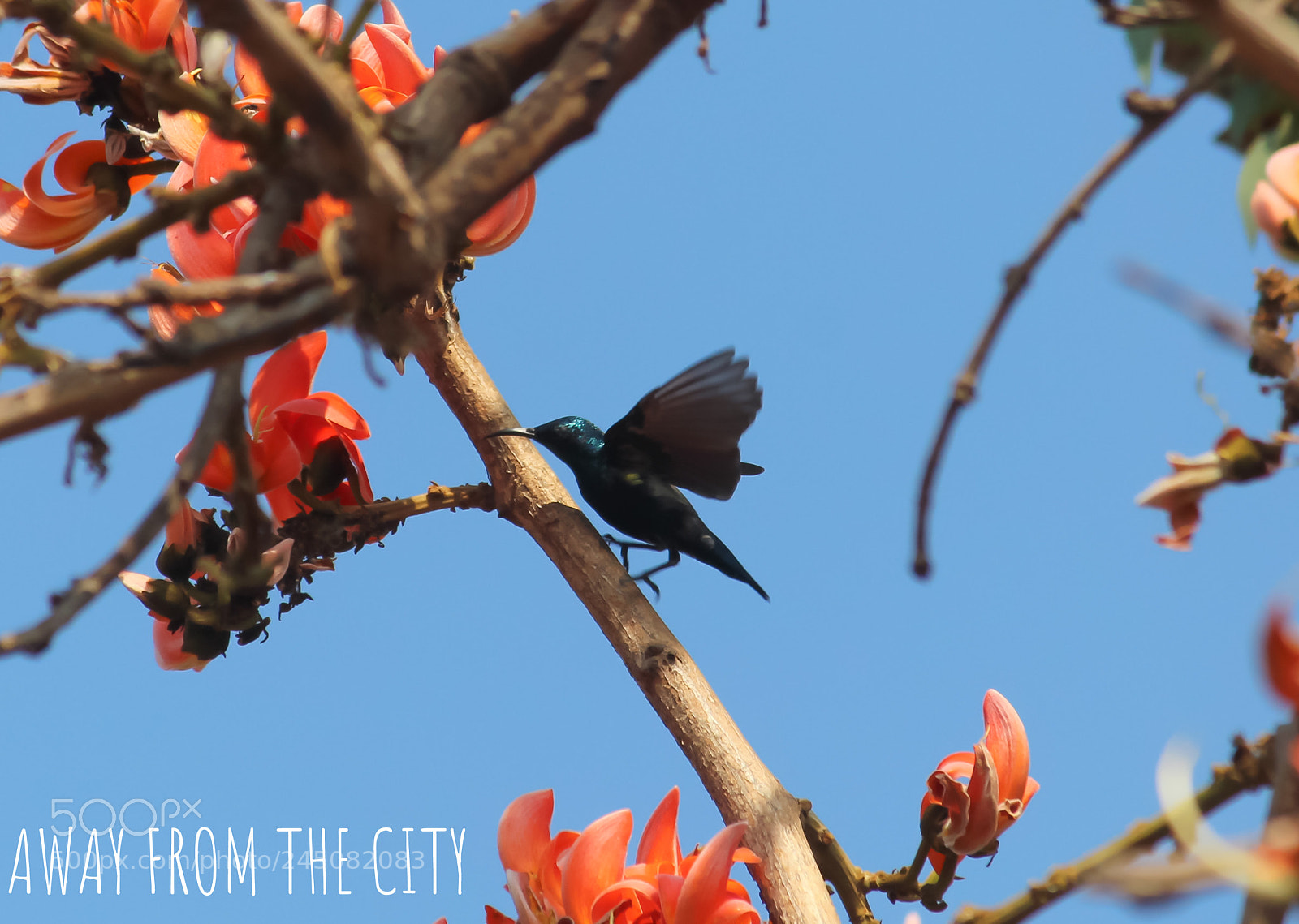 Canon EOS 1200D (EOS Rebel T5 / EOS Kiss X70 / EOS Hi) sample photo. Blue-headed sunbird photography