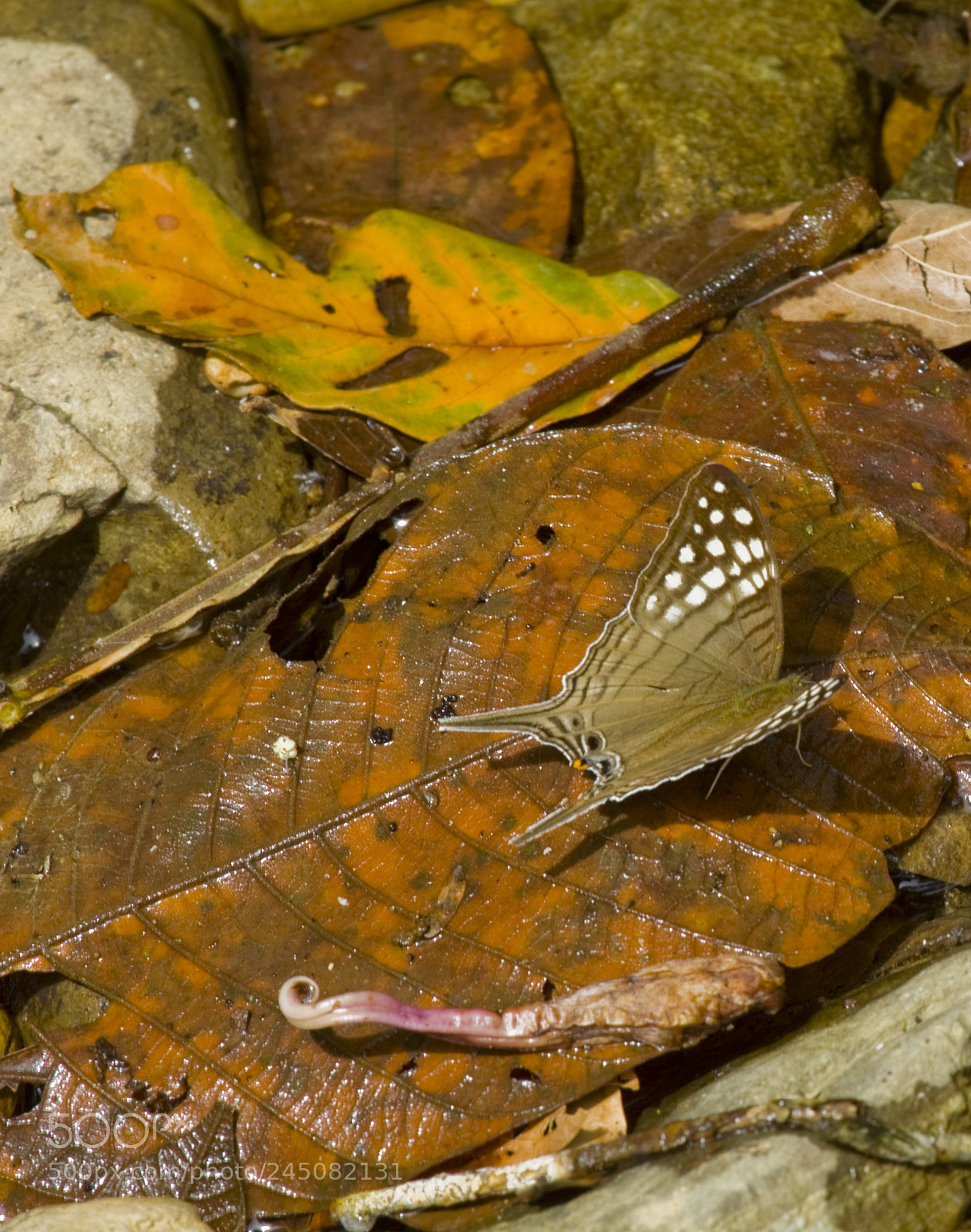 Canon EOS 50D sample photo. Wings & leaves photography
