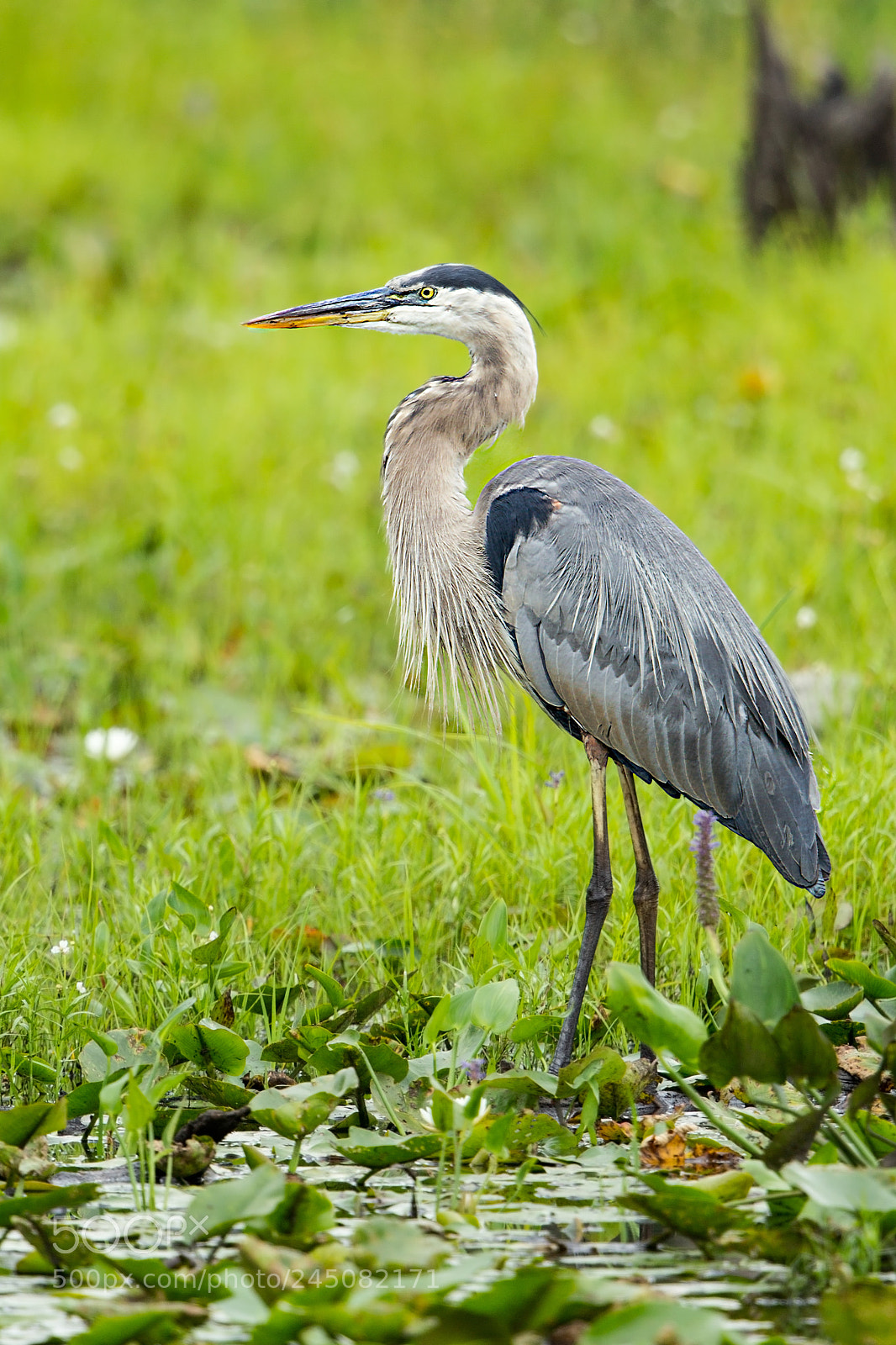 Canon EOS-1D Mark IV sample photo. Great blue heron photography