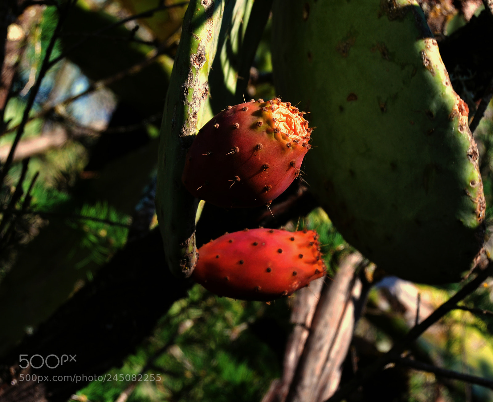 Nikon D3100 sample photo. Higos chumbos photography