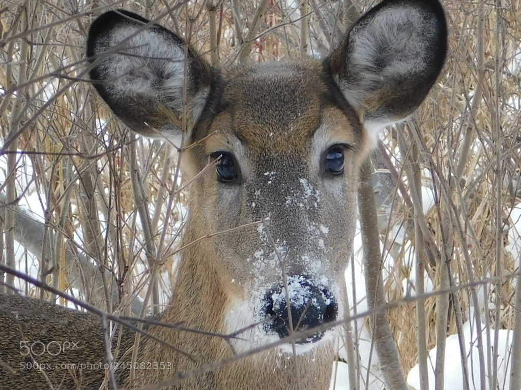 Nikon Coolpix B500 sample photo. Doe photography