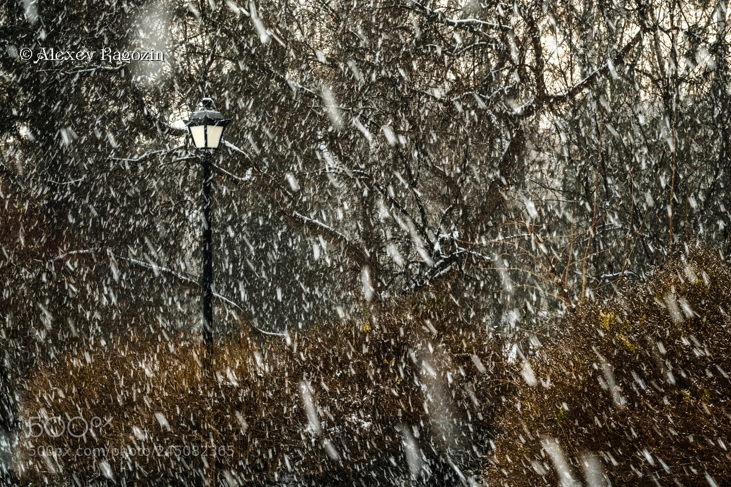 Fujifilm X-T2 sample photo. Blizzard in the park photography
