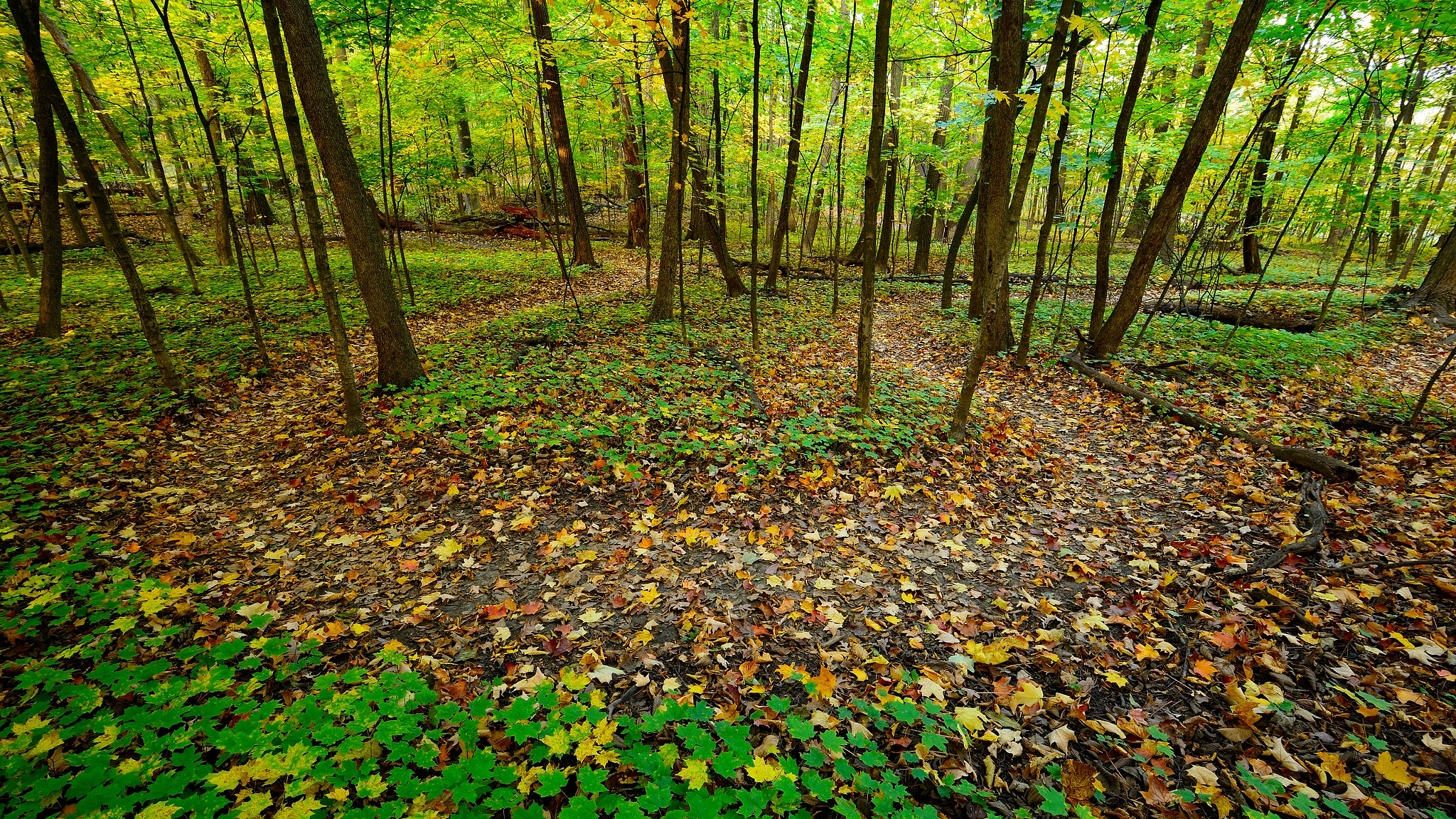 Nikon AF-S Nikkor 16-35mm F4G ED VR sample photo. Horseshoe, knoch knolls park photography