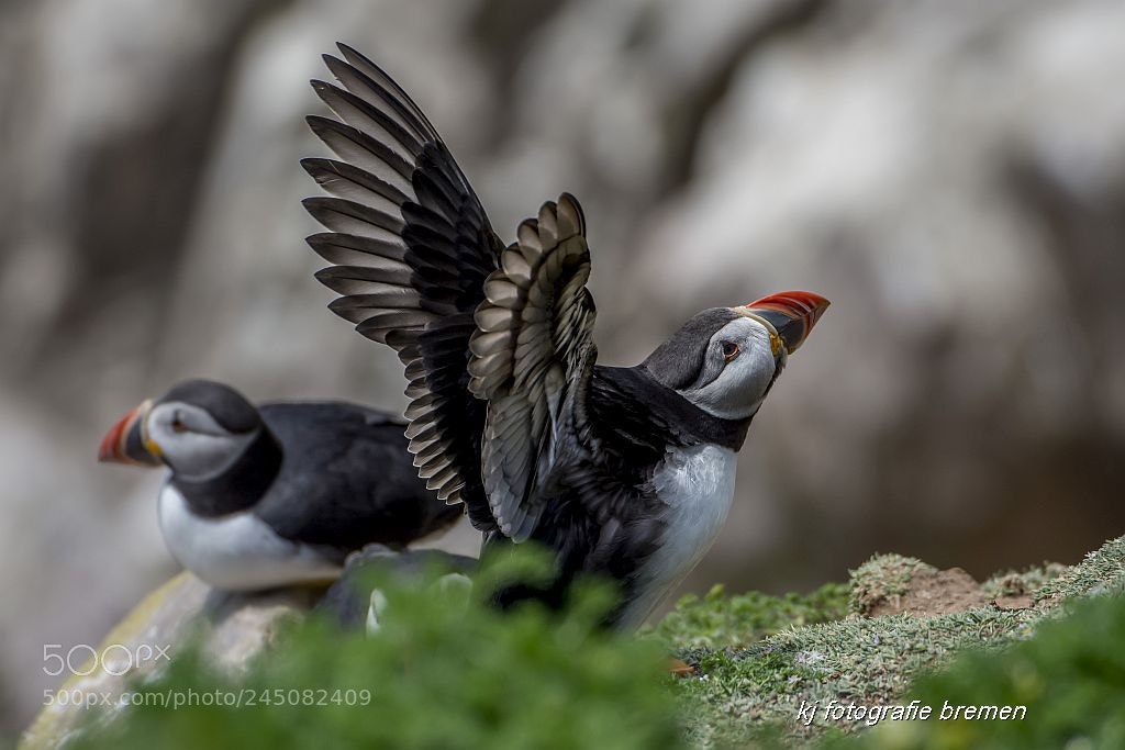 Nikon D7200 sample photo. Puffin irland photography