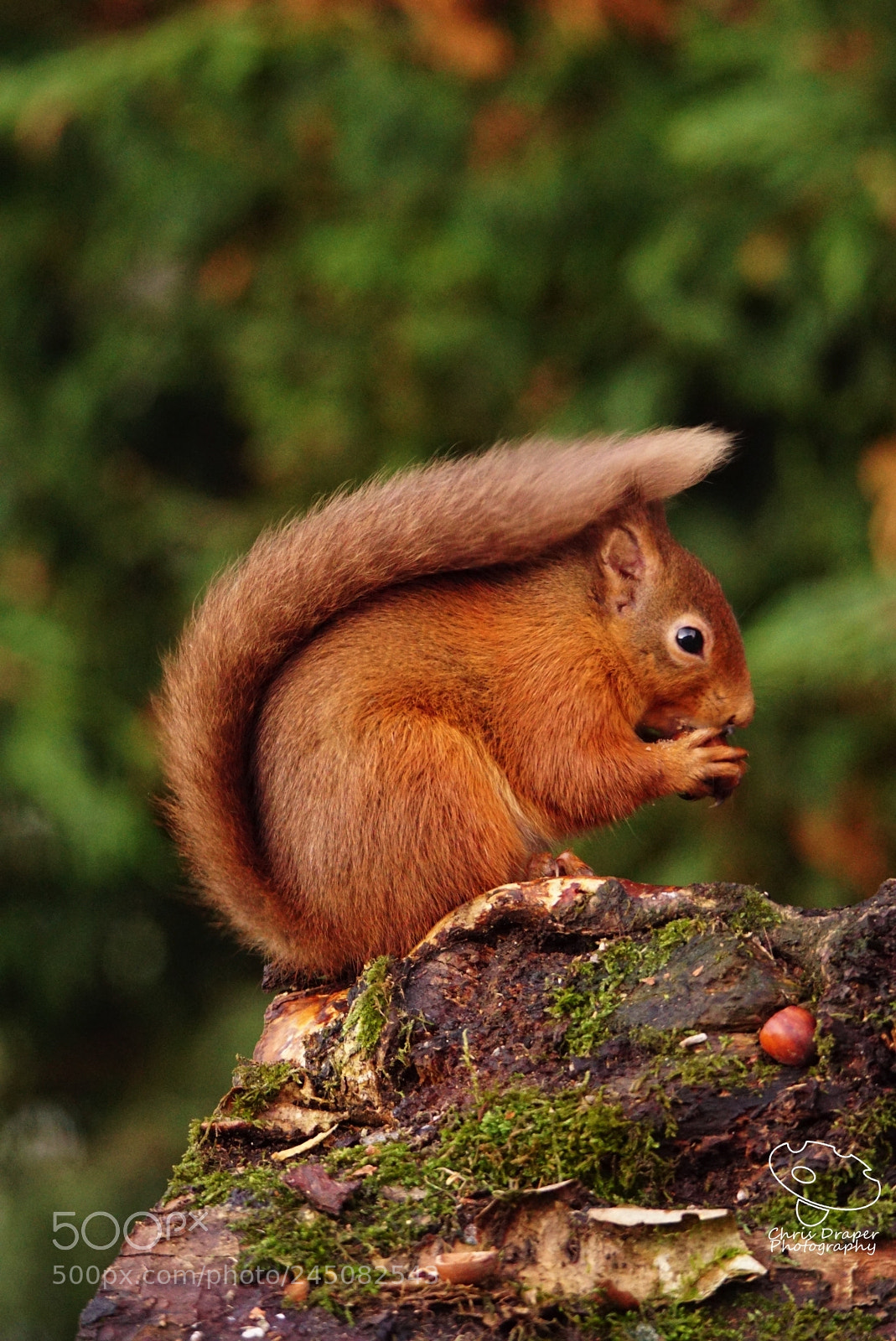 Sony ILCA-77M2 sample photo. Red squirrel photography