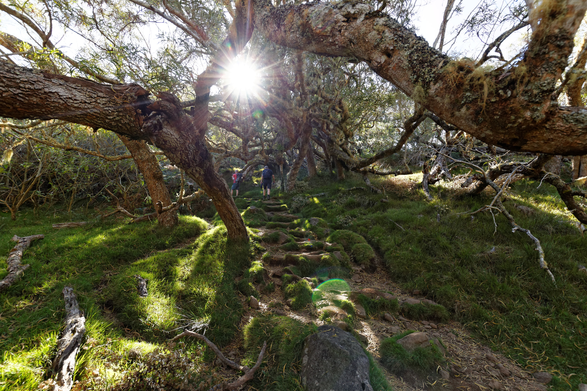 Canon EOS 700D (EOS Rebel T5i / EOS Kiss X7i) + Sigma 10-20mm F3.5 EX DC HSM sample photo. Enchanted forest photography