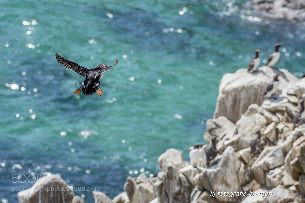 Nikon D7200 sample photo. Puffin irland photography