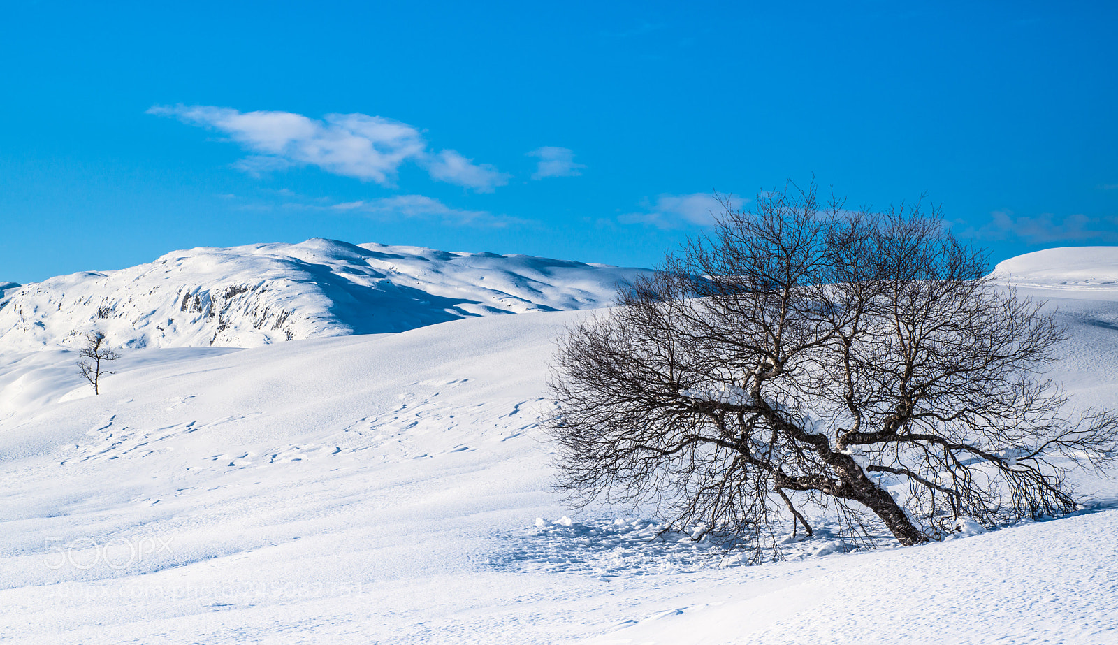 Nikon D800E sample photo. Mountain trees photography