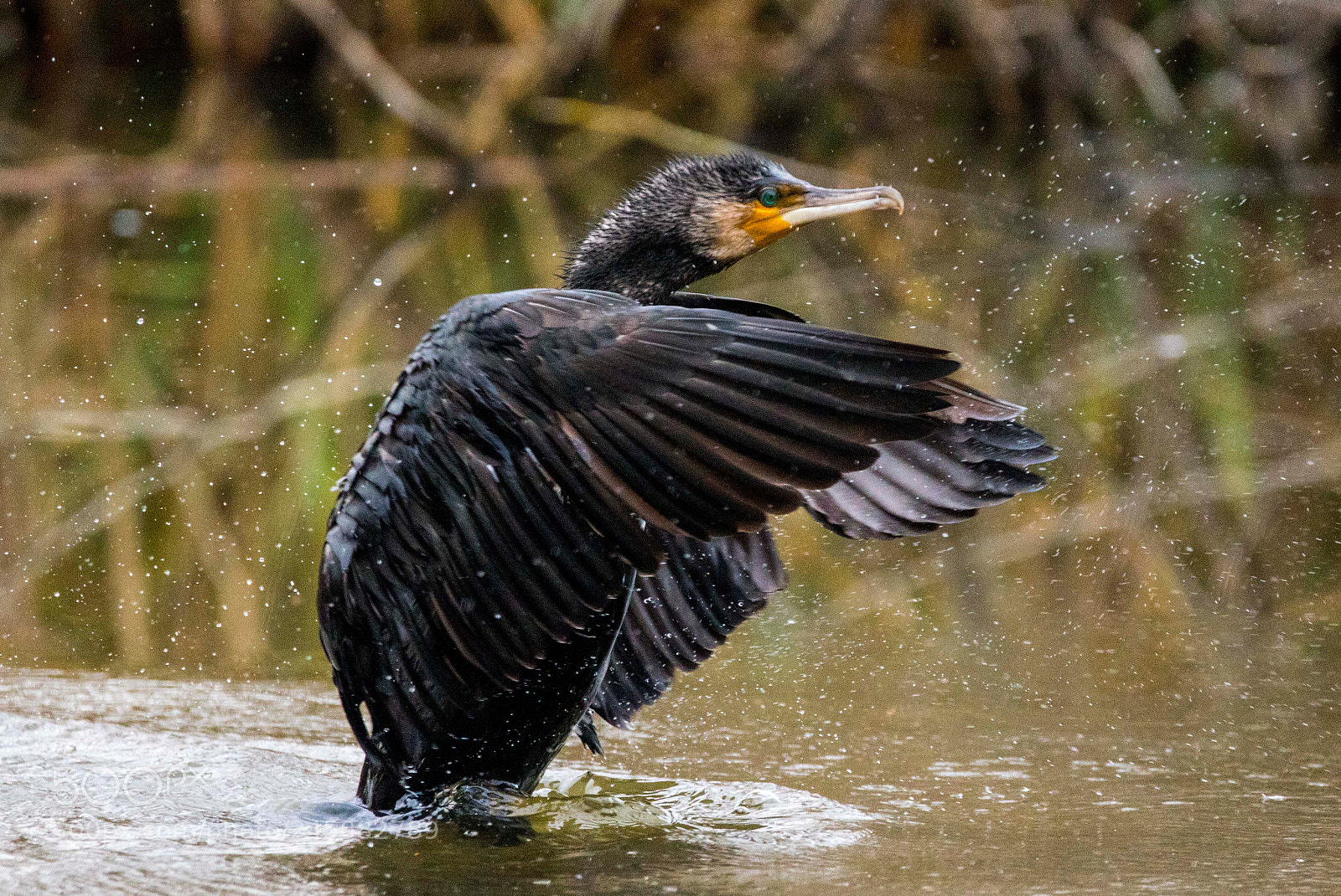Canon EOS 7D Mark II sample photo. Cormoran photography