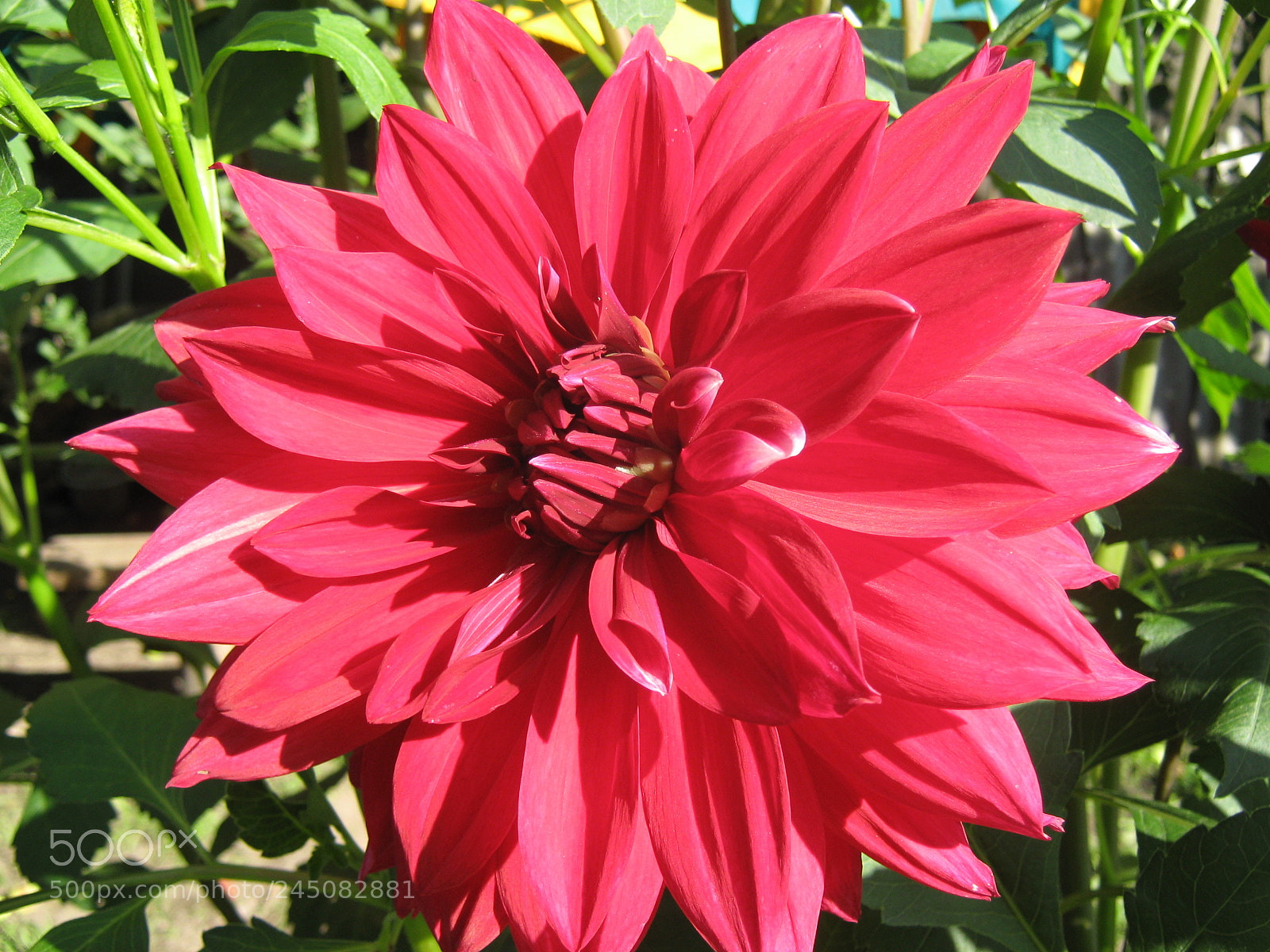 Canon PowerShot A470 sample photo. Flower photography