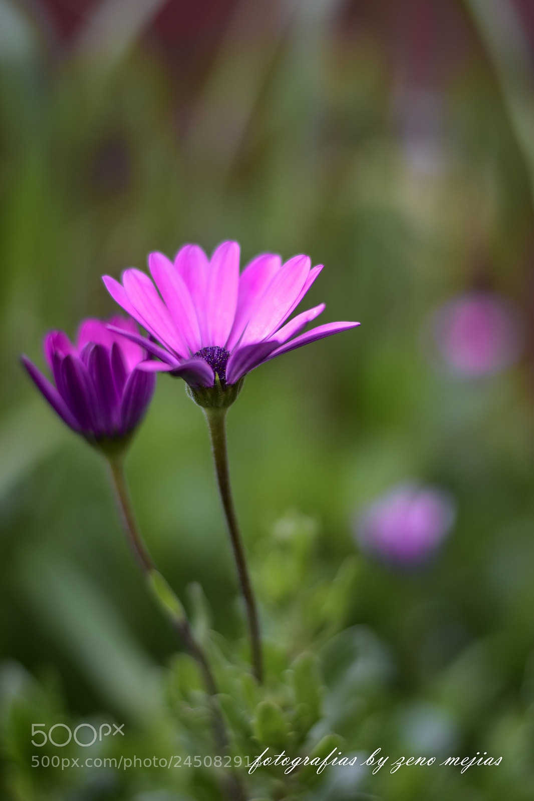 Nikon D7200 sample photo. Zeno mejias photography