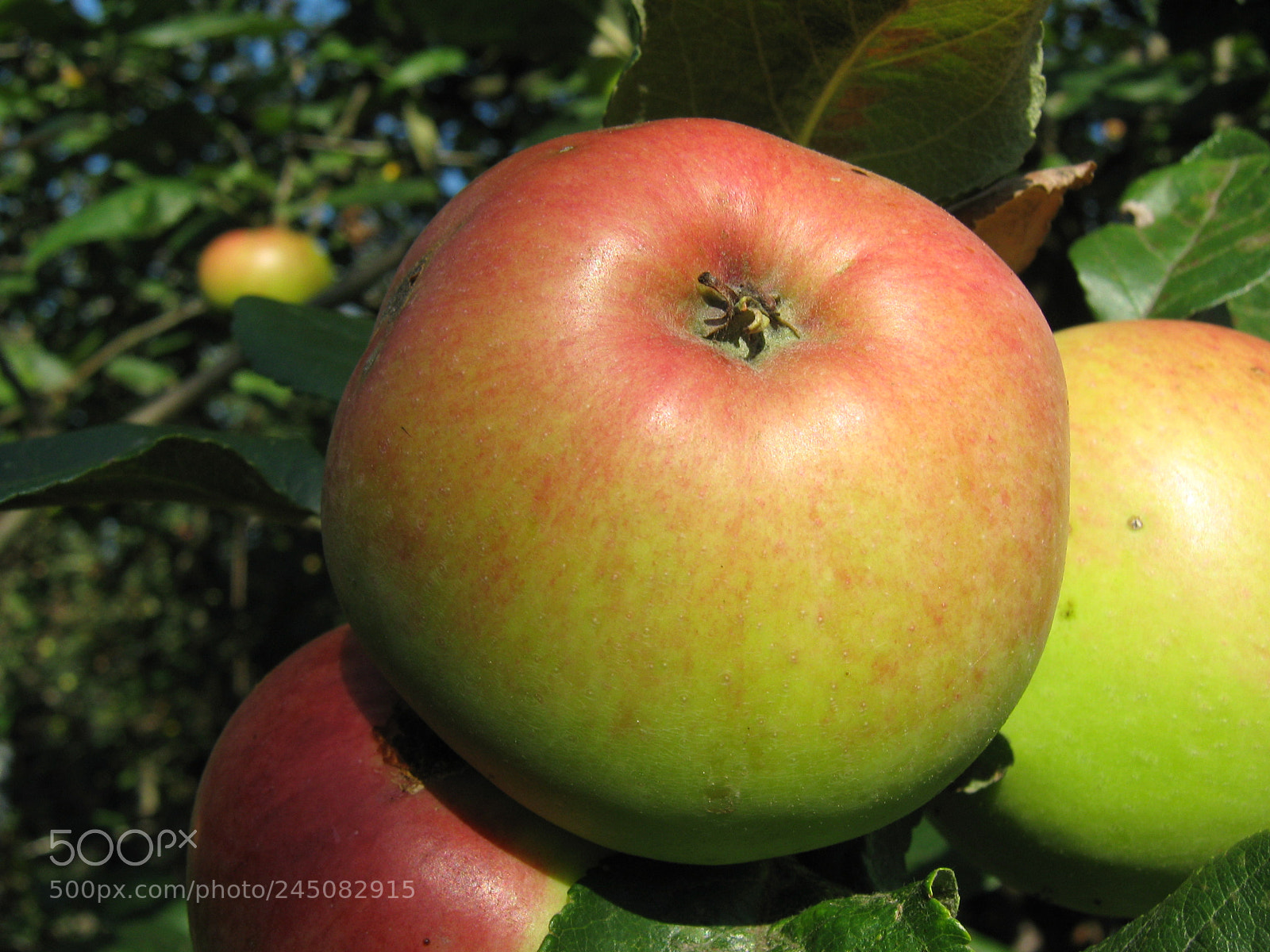 Canon PowerShot A470 sample photo. Apple photography
