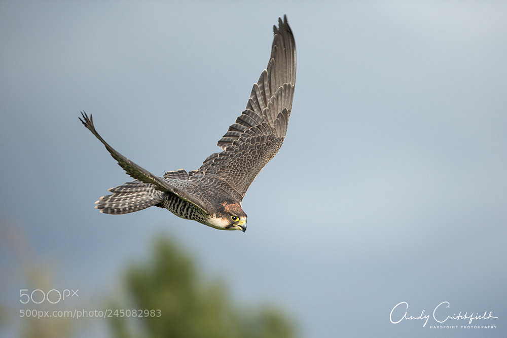Canon EOS-1D X sample photo. Lanner falcon photography
