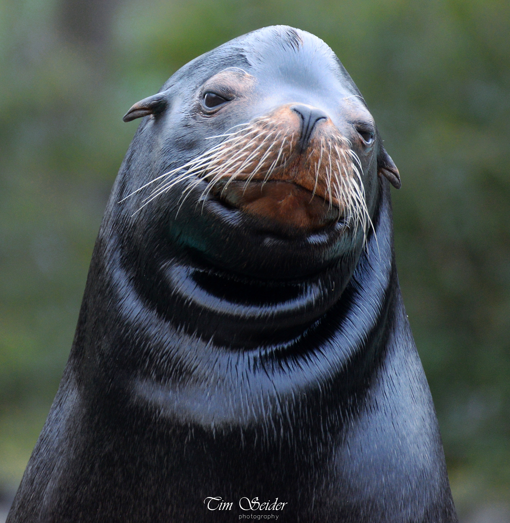Nikon D610 sample photo. Sea lion portrait photography