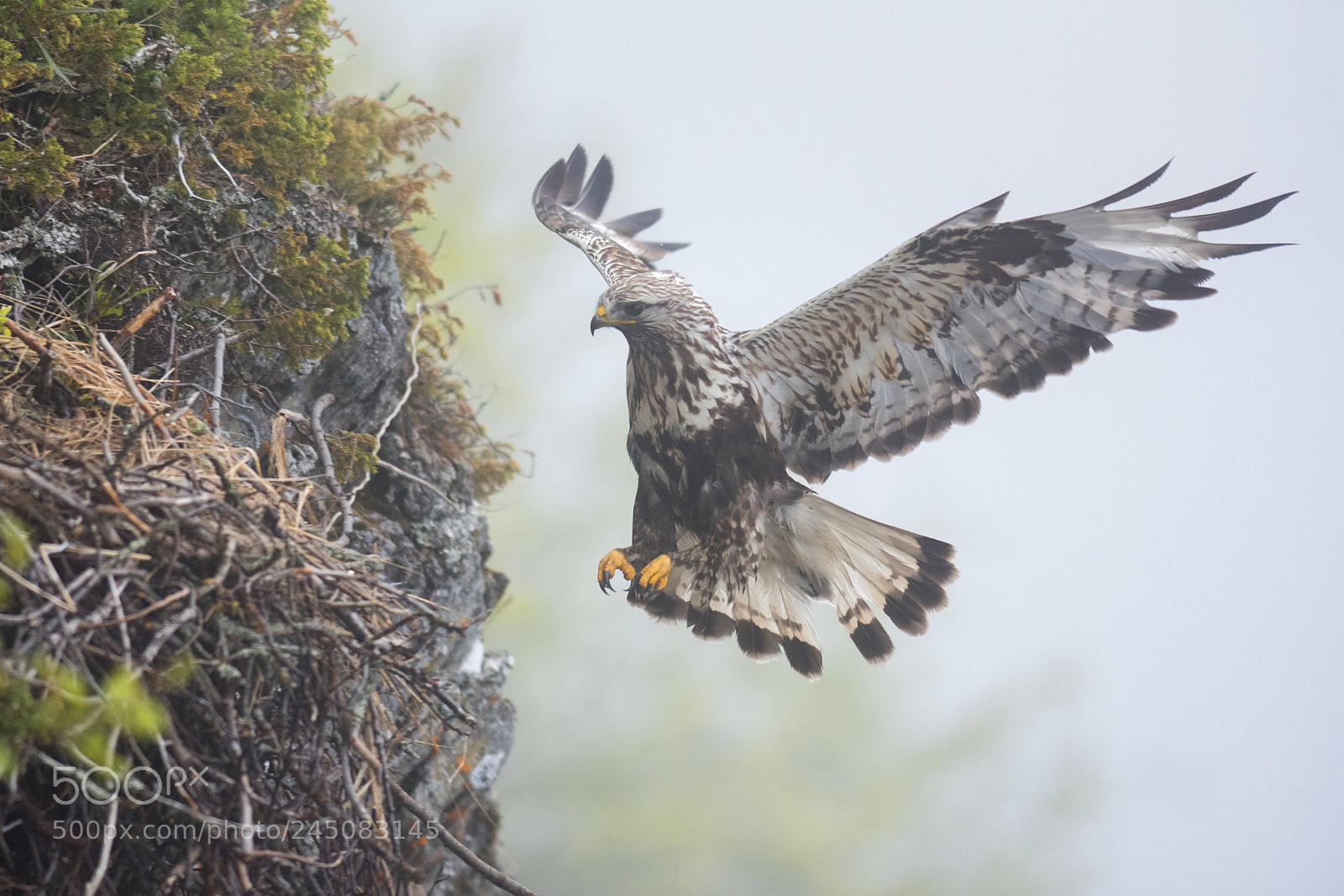 Nikon D7200 sample photo. Fog navigation photography