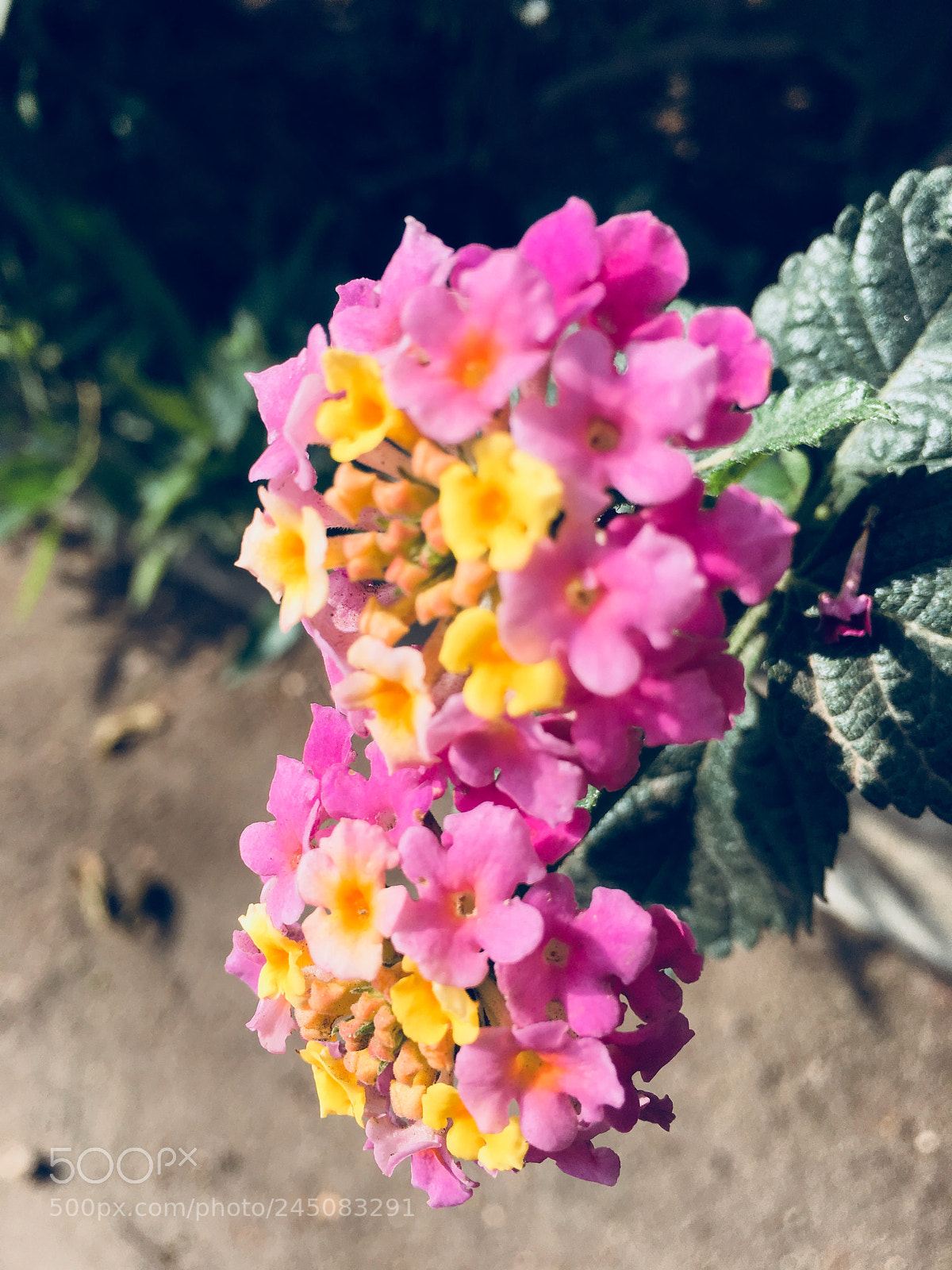 Apple iPhone 6s Plus sample photo. Untitled photography